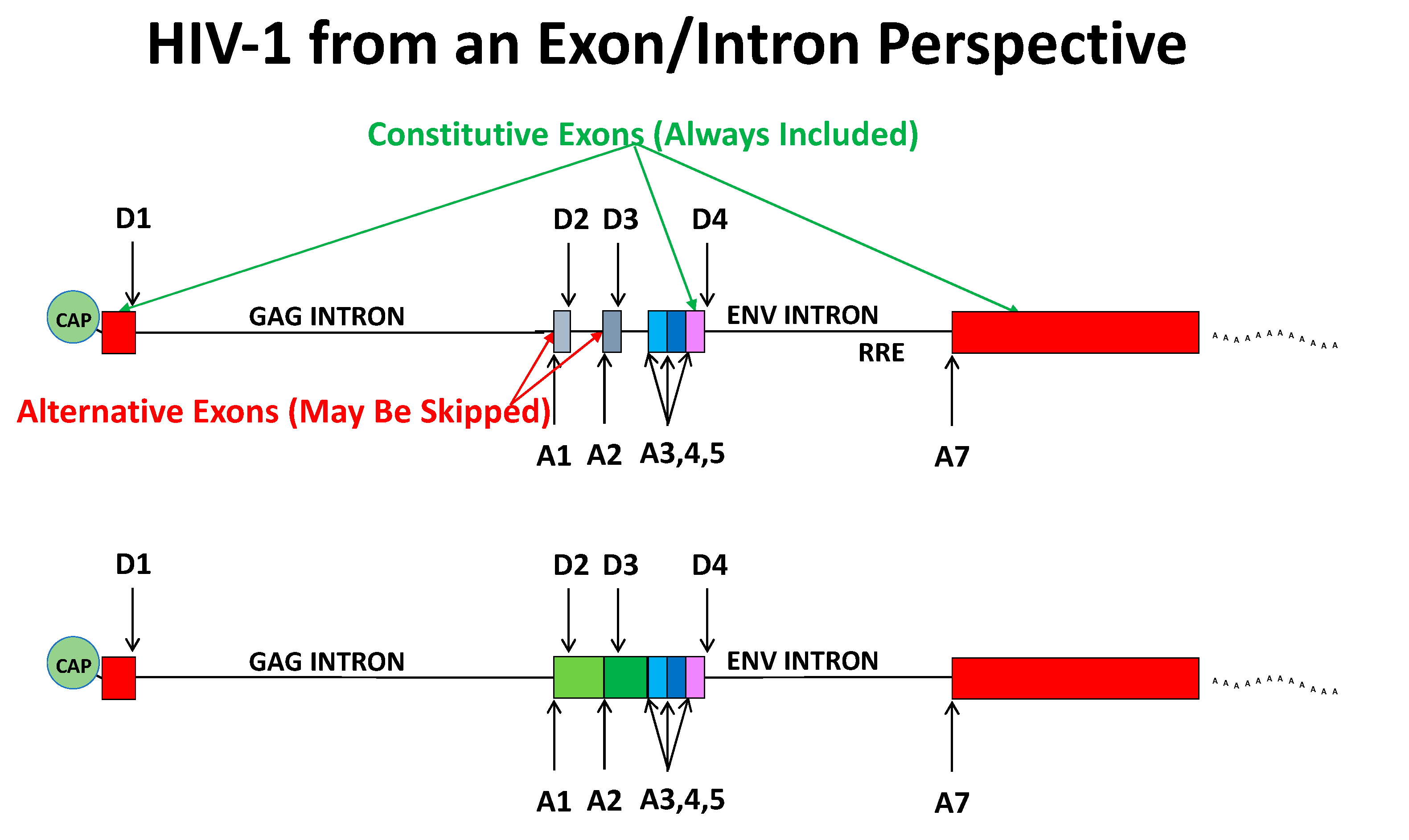 Viruses 13 00181 g002 Viruses 13 00181 g002