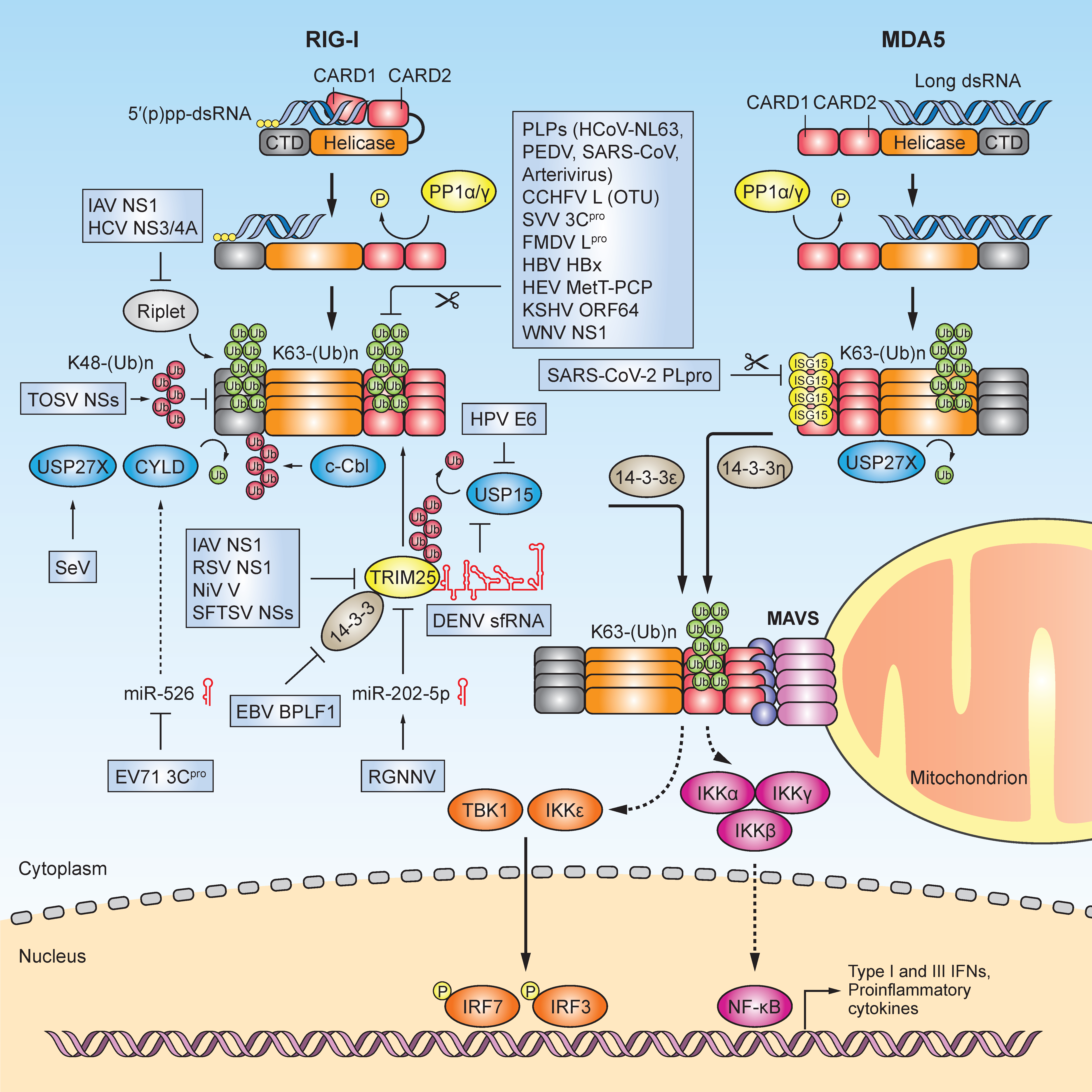 Viruses 13 00182 g001