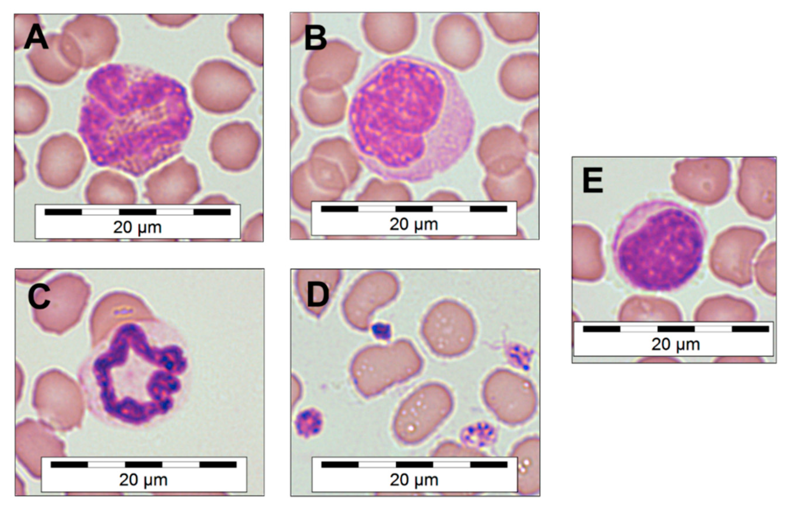 Viruses 13 00187 g001