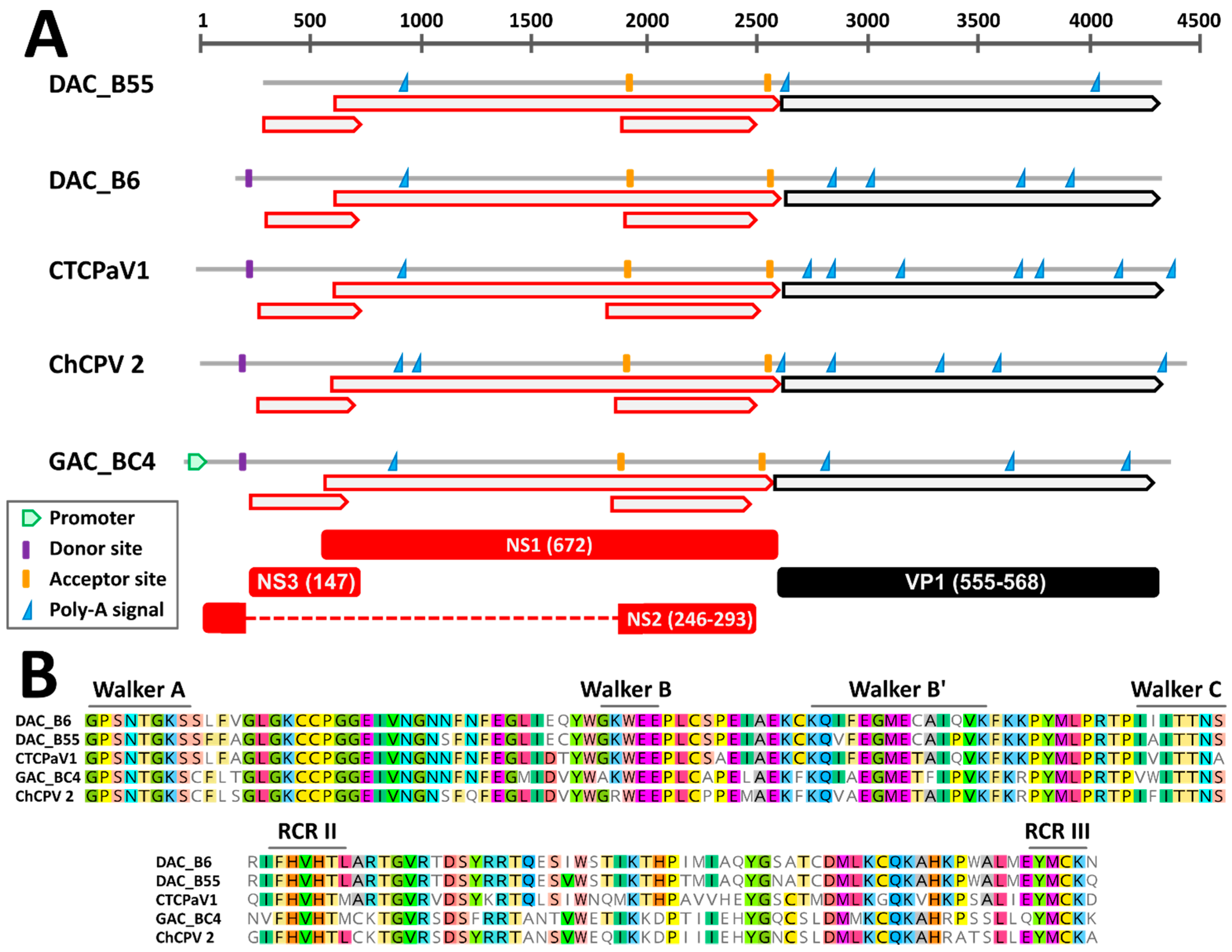 Viruses 13 00193 g001 Viruses 13 00193 g001