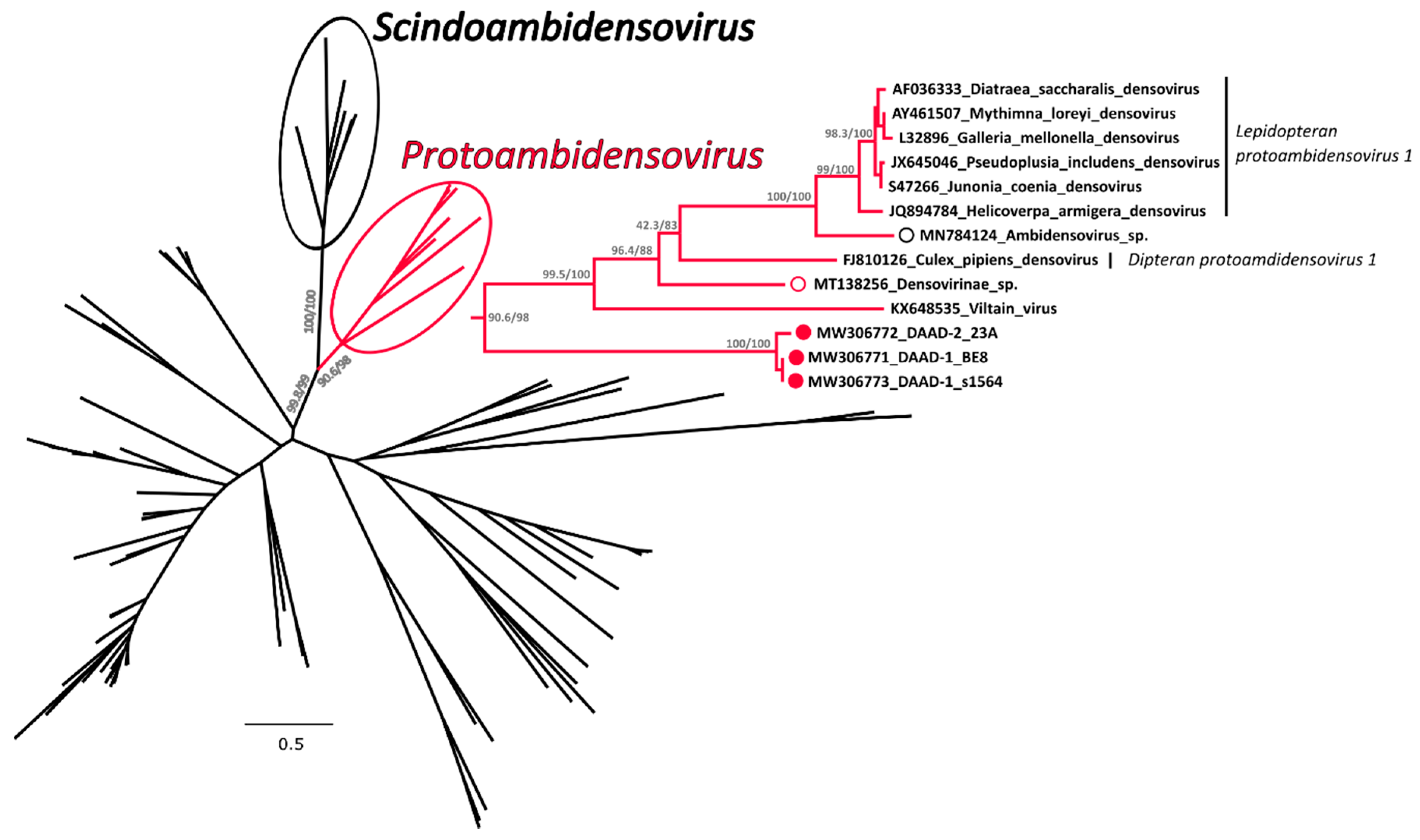 Viruses 13 00193 g004 Viruses 13 00193 g004