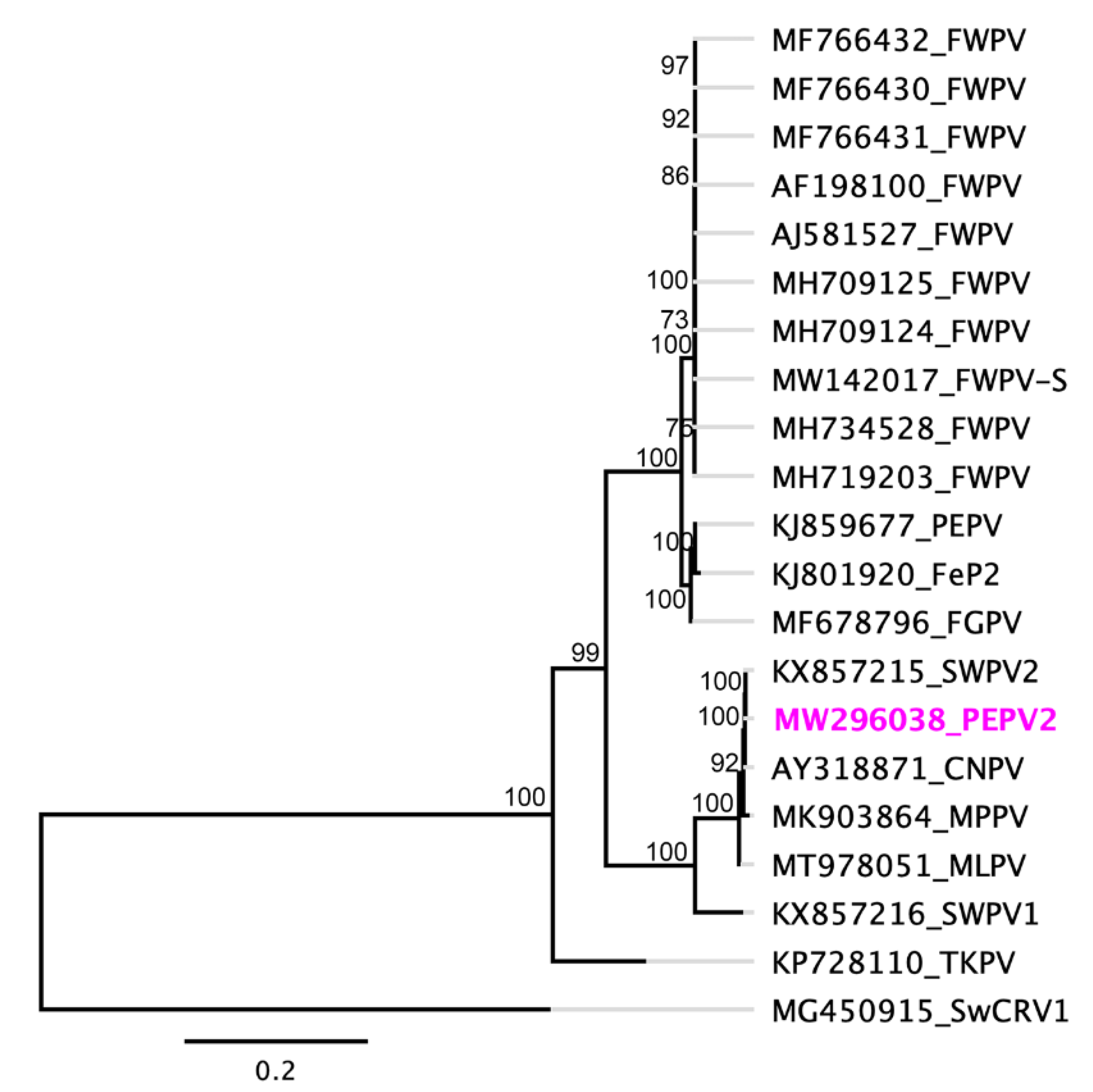 Viruses 13 00194 g003