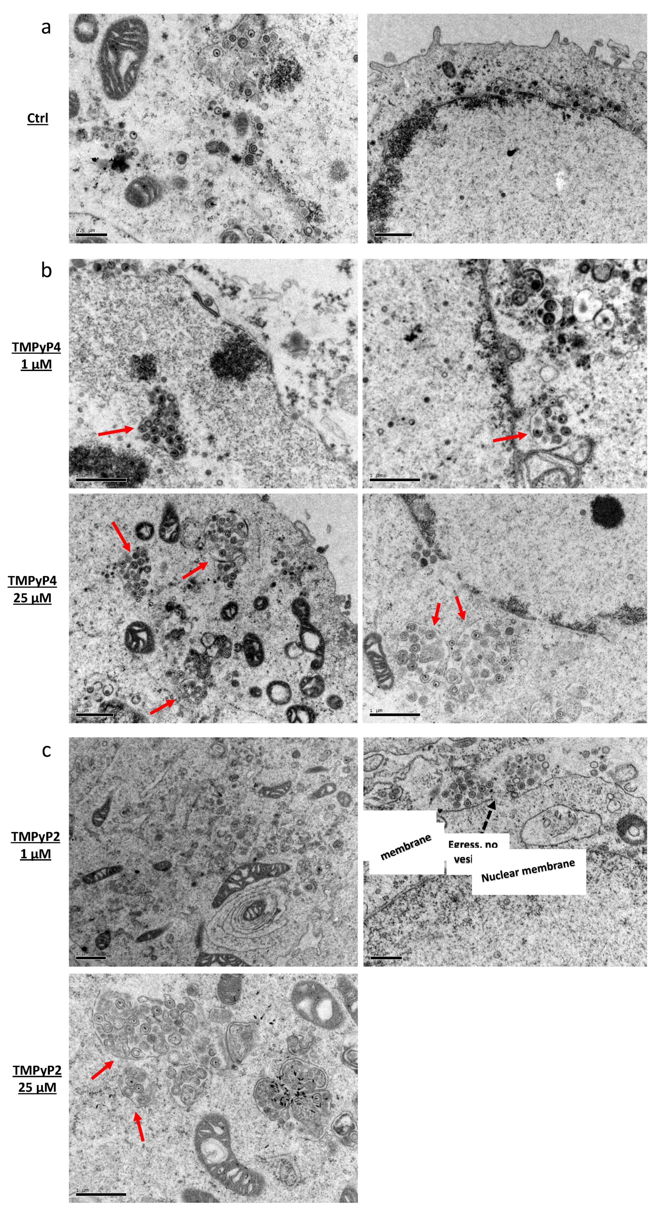 Viruses 13 00196 g008