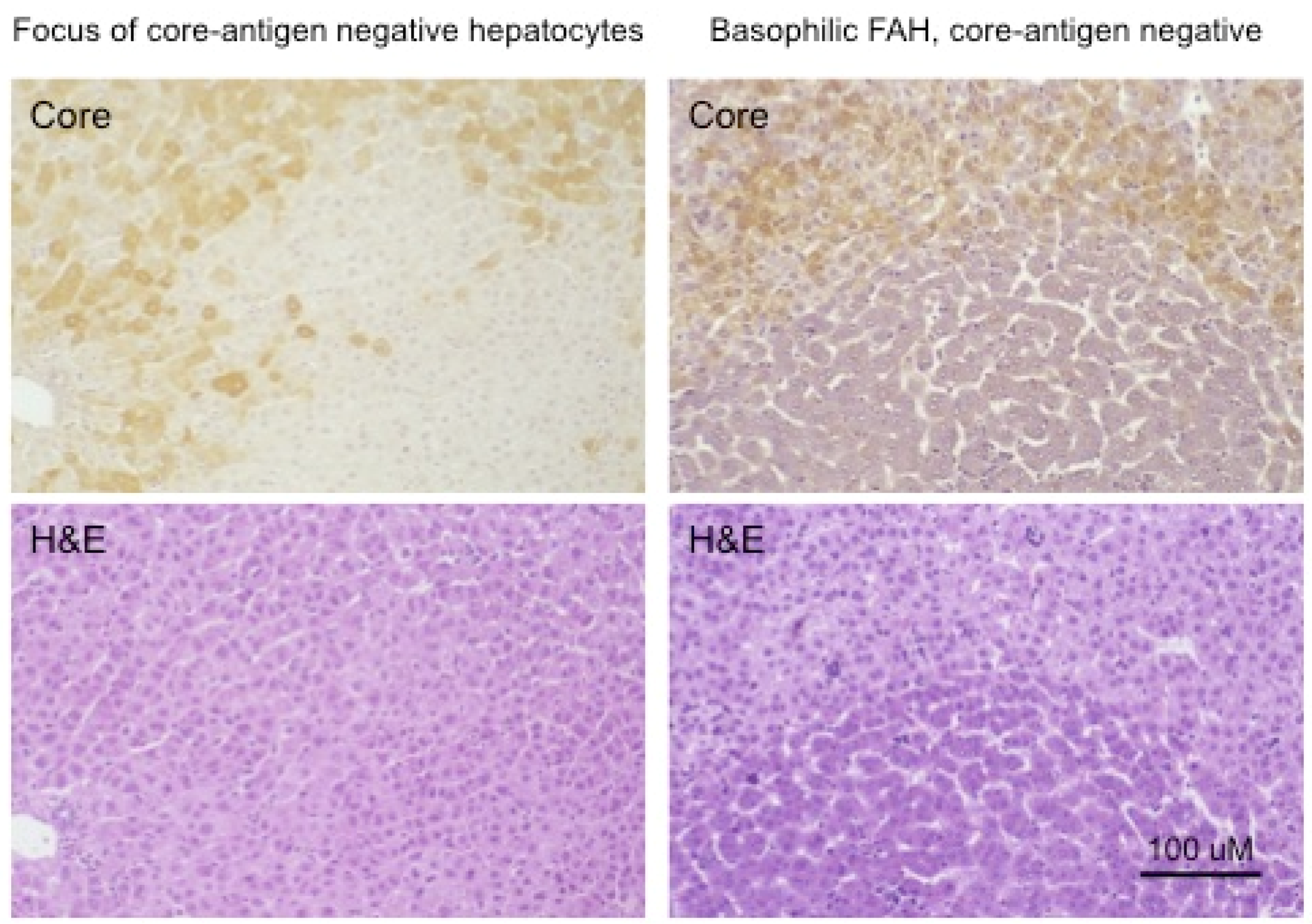 Viruses 13 00210 g004