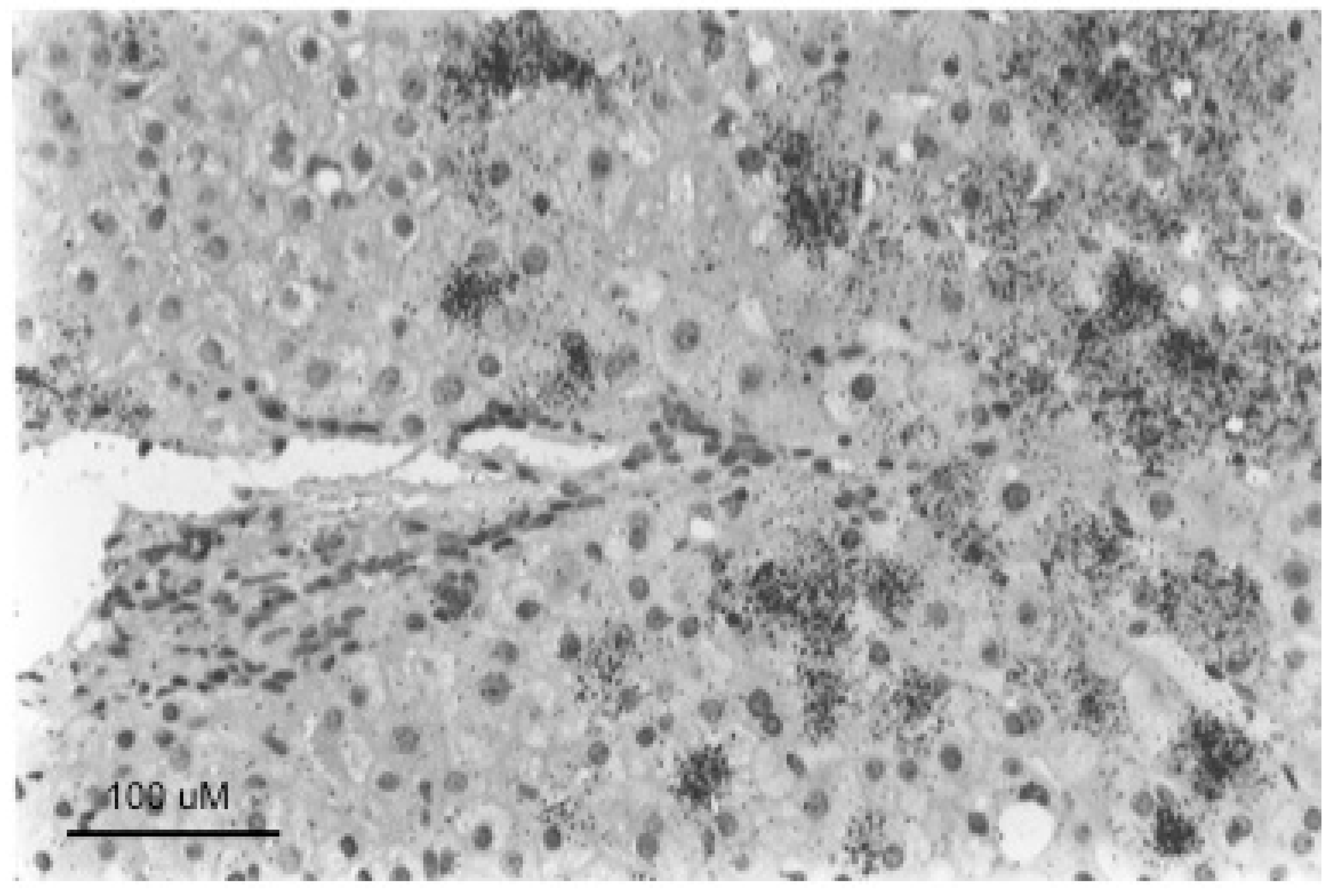 Viruses 13 00210 g005