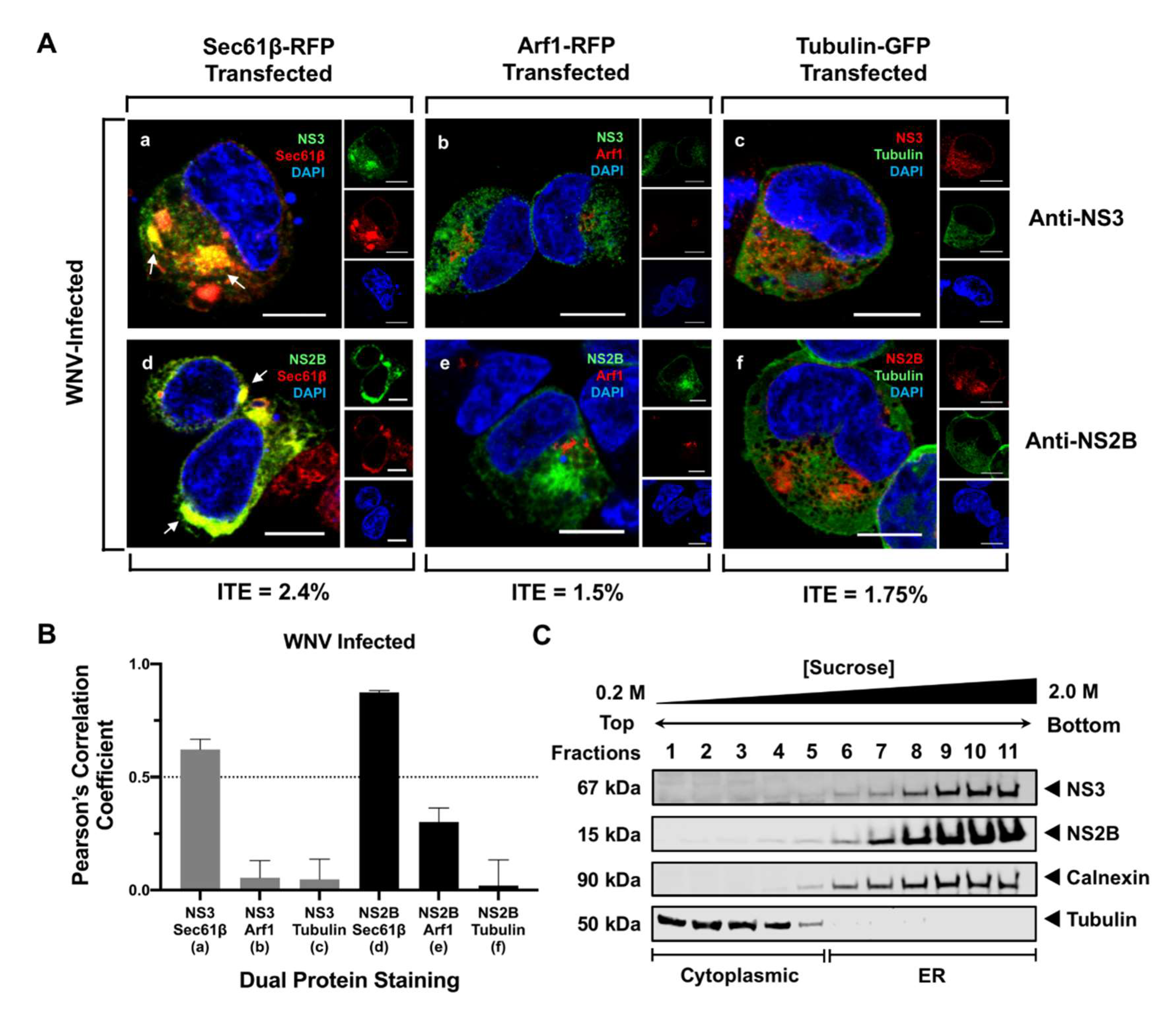 Viruses 13 00216 g001