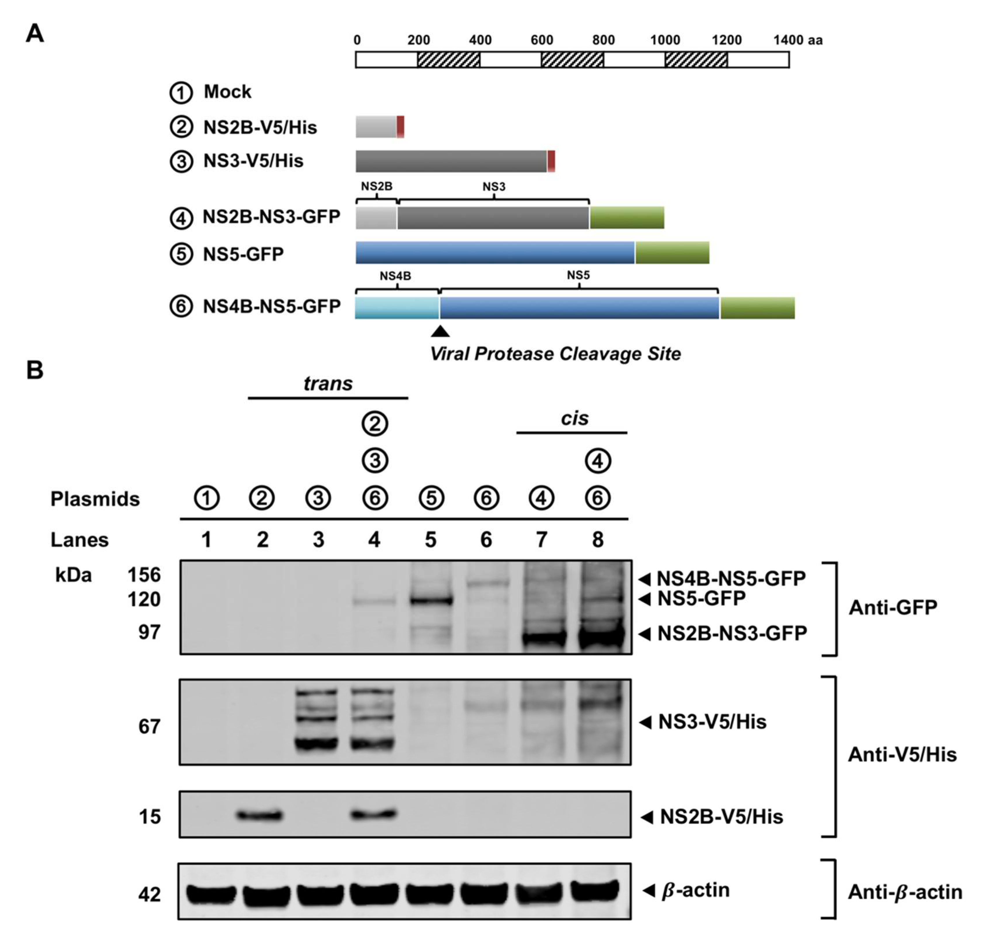 Viruses 13 00216 g005