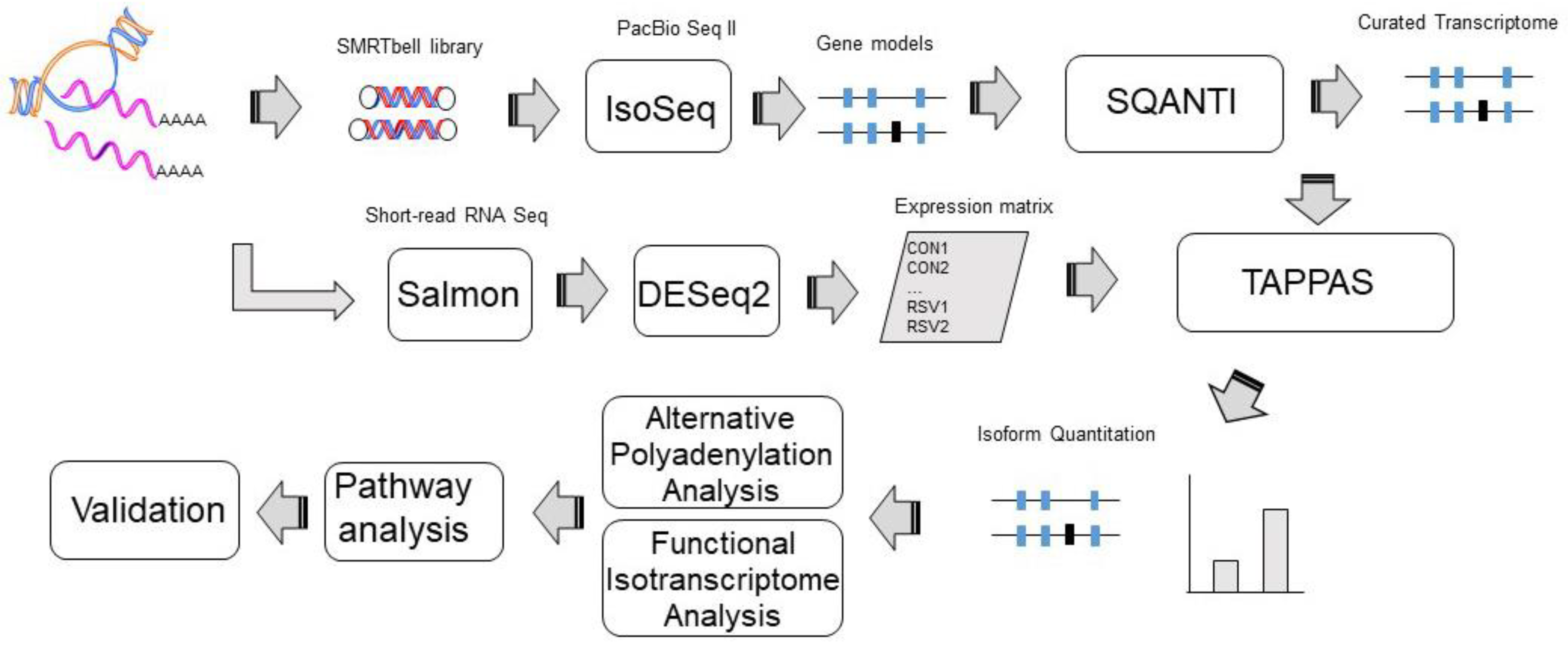 Viruses 13 00218 g001