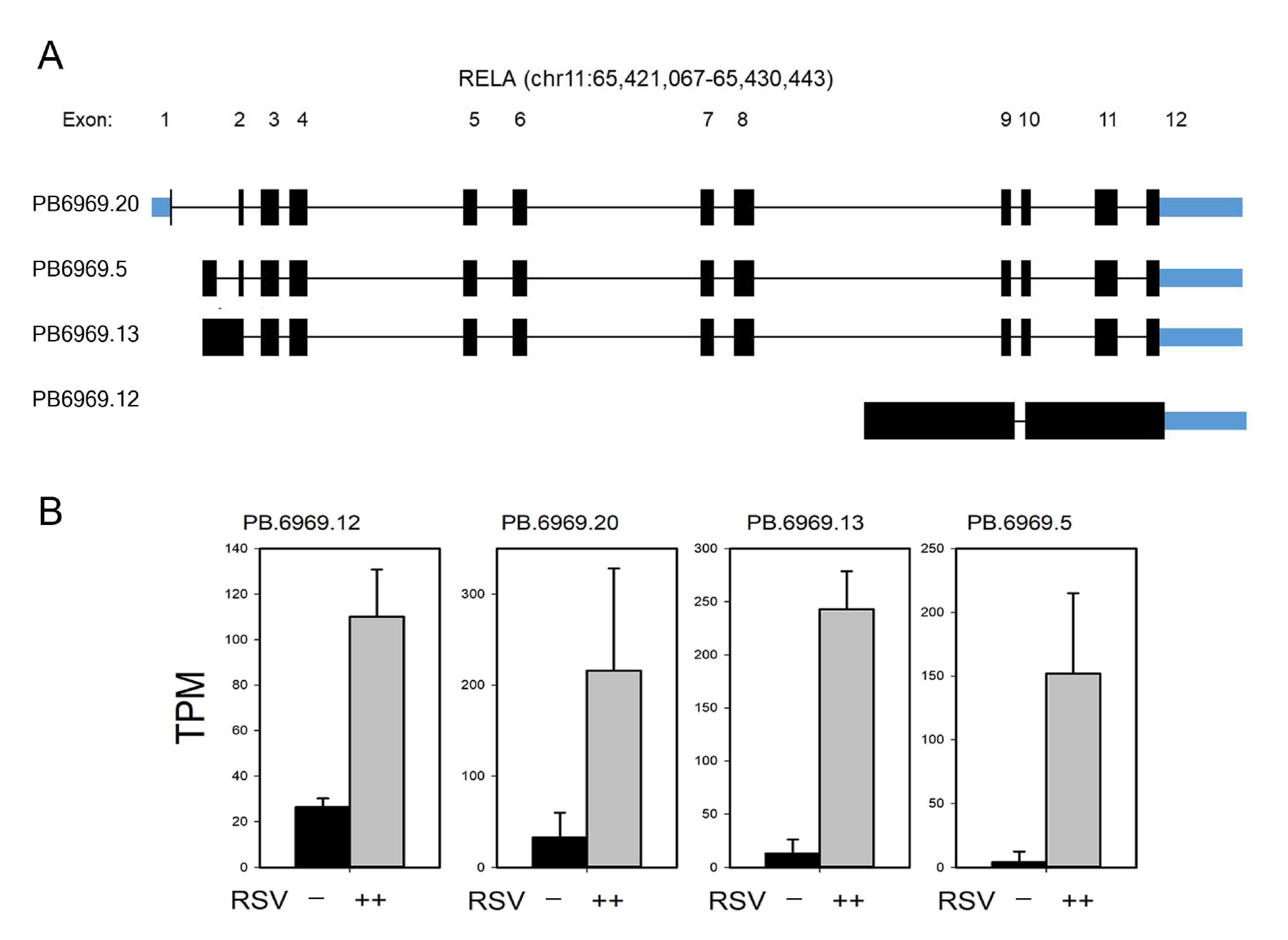 Viruses 13 00218 g008