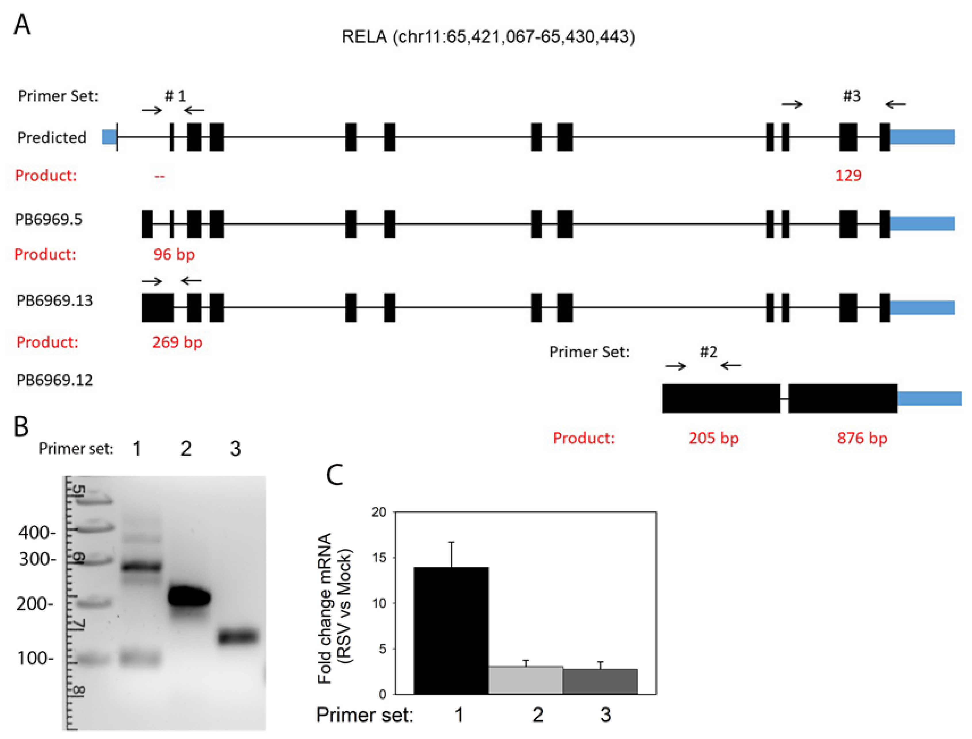 Viruses 13 00218 g010