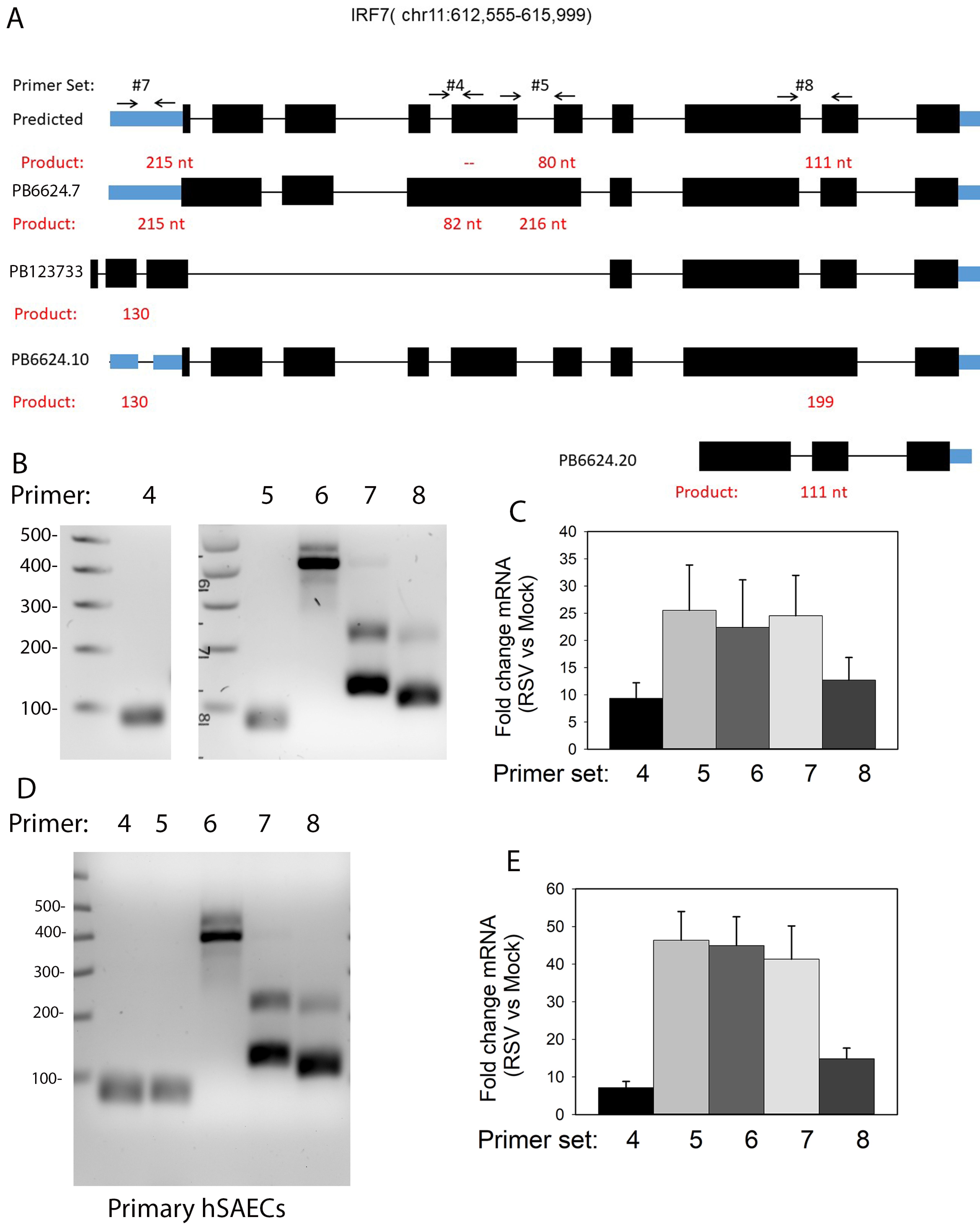 Viruses 13 00218 g011