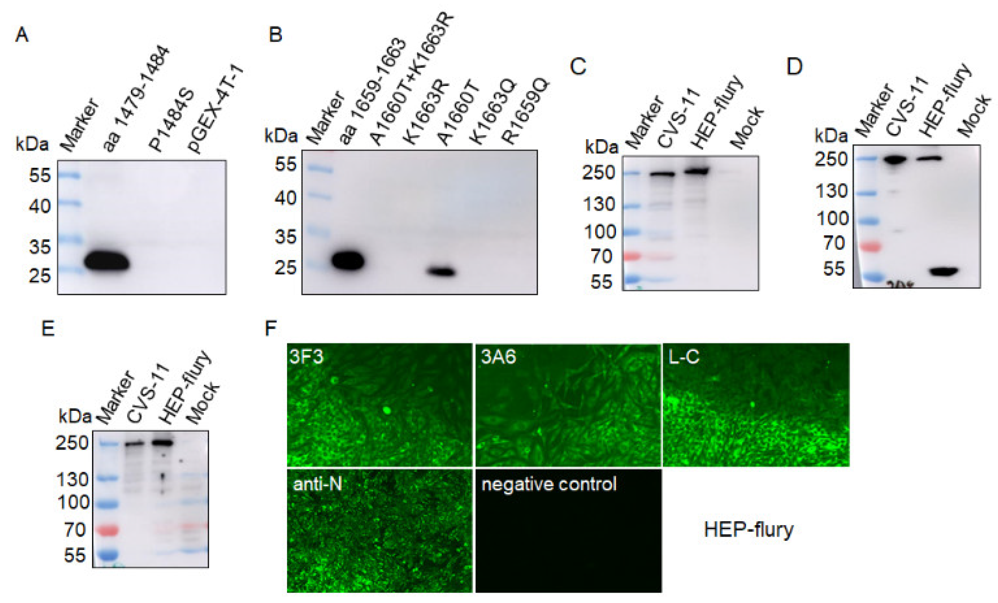 Viruses 13 00220 g008