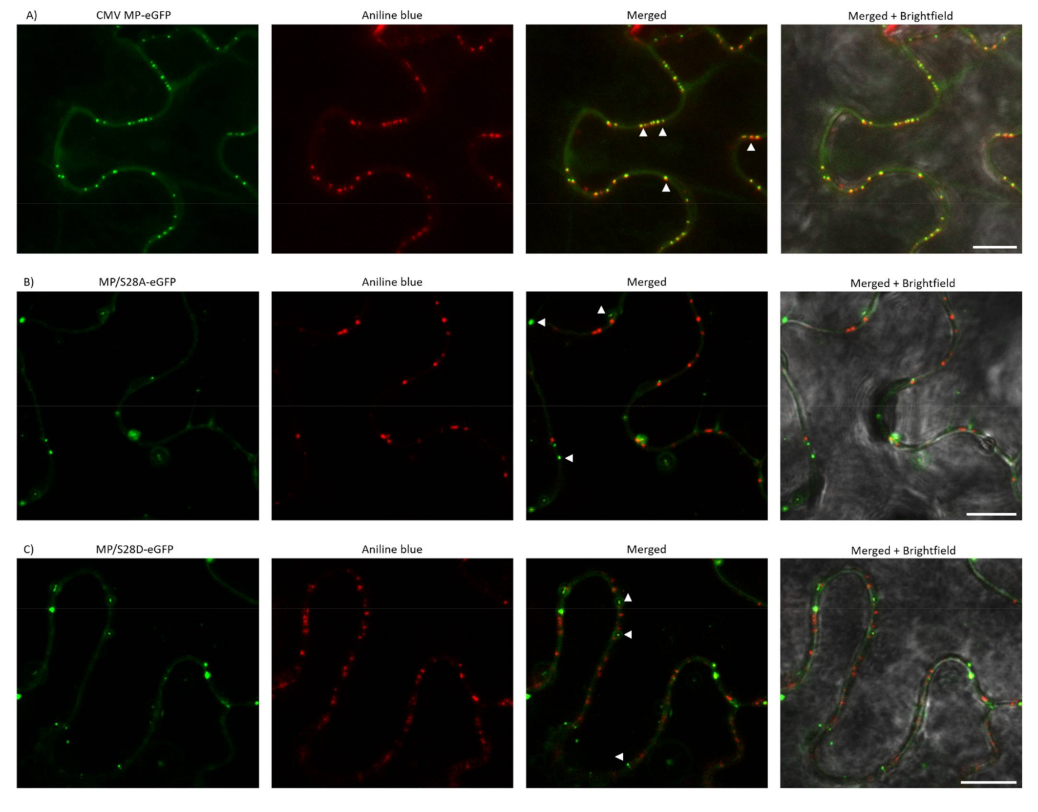Viruses 13 00222 g004 Viruses 13 00222 g004