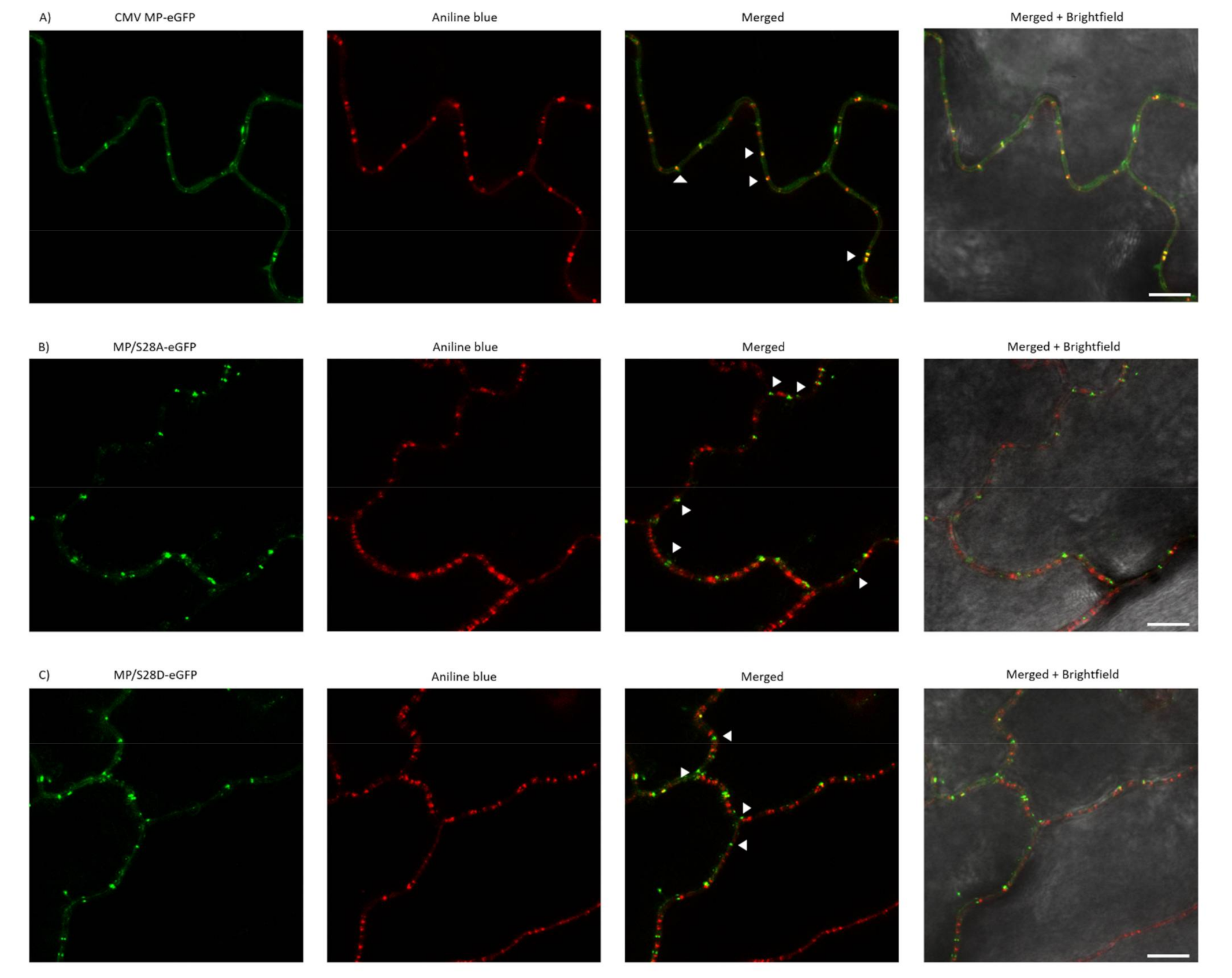 Viruses 13 00222 g005 Viruses 13 00222 g005