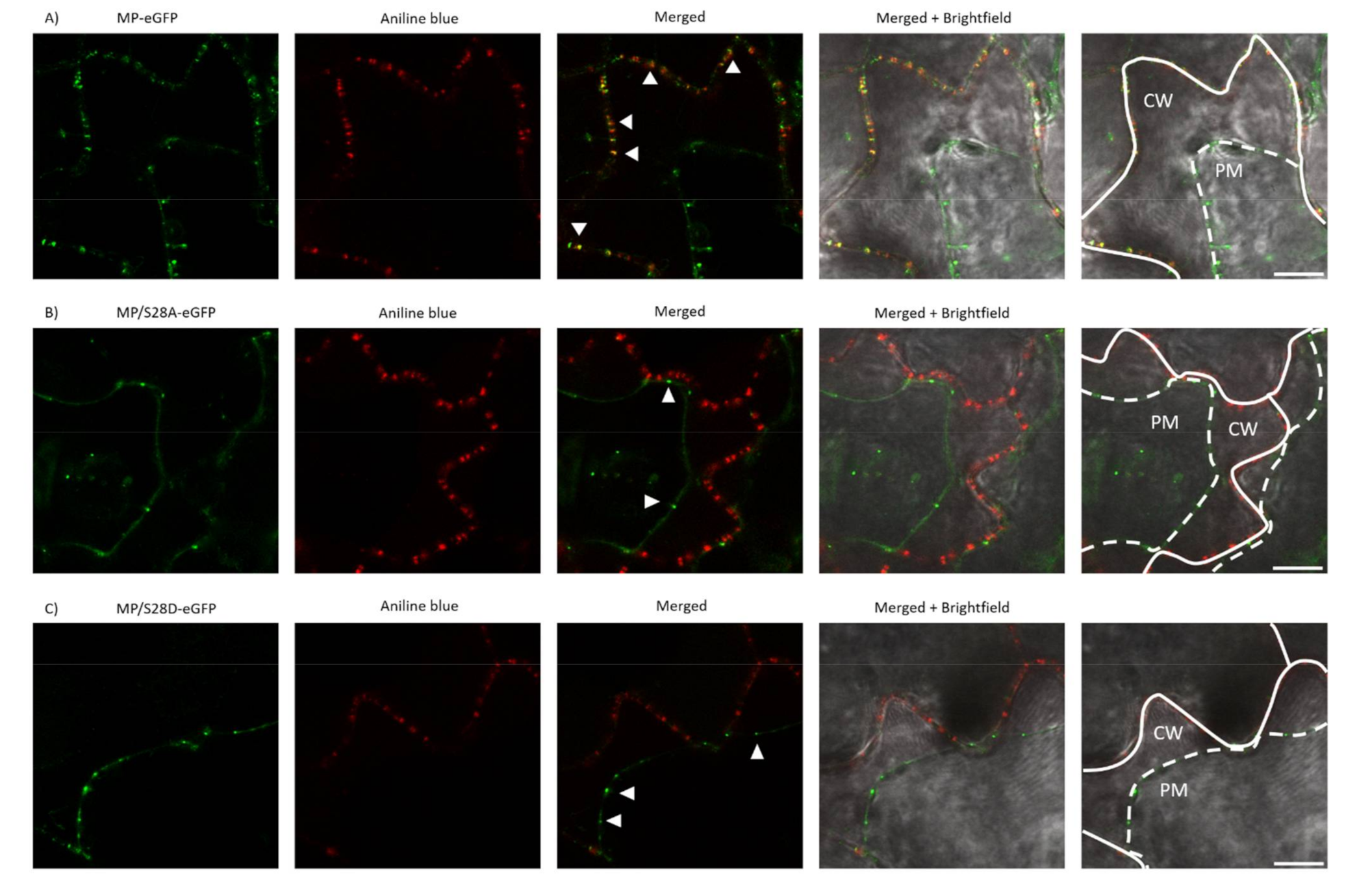 Viruses 13 00222 g006 Viruses 13 00222 g006