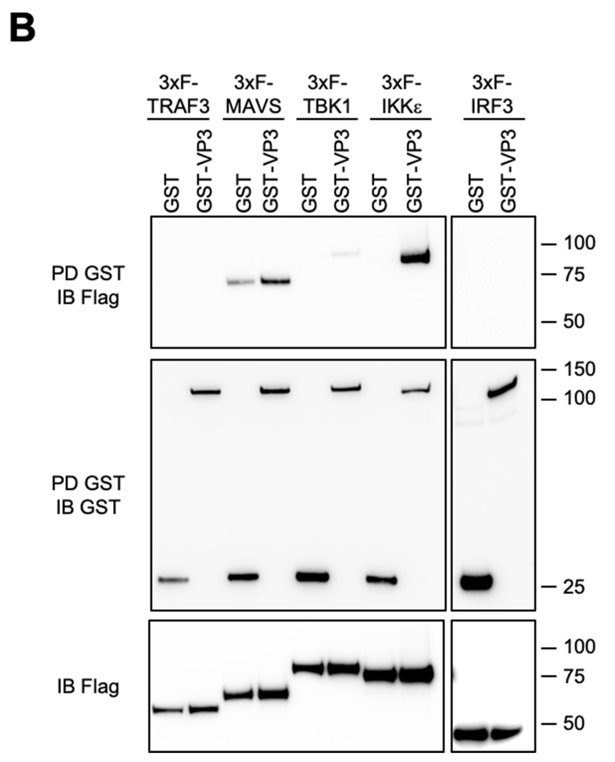 Viruses 13 00230 g002b
