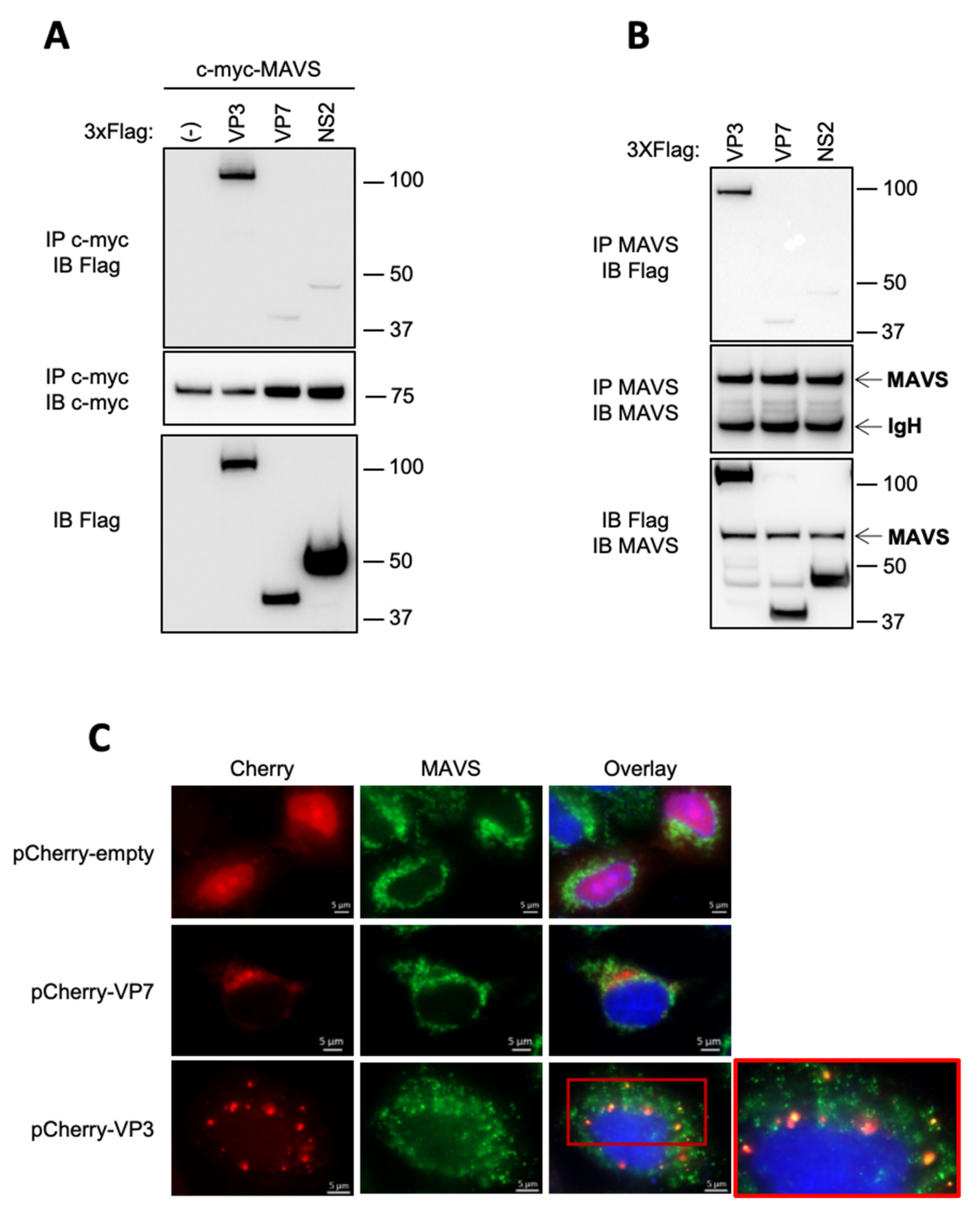 Viruses 13 00230 g003