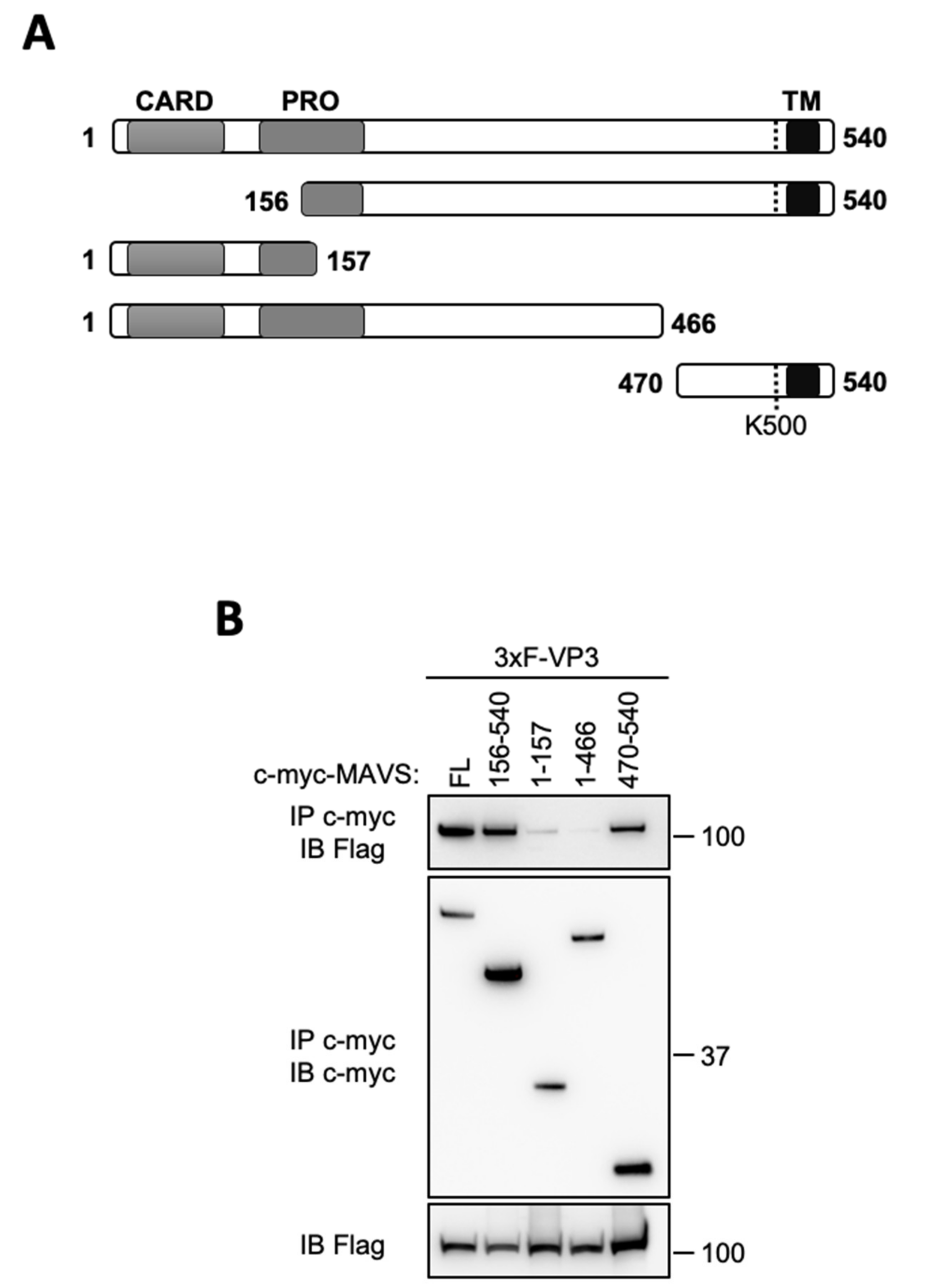 Viruses 13 00230 g004
