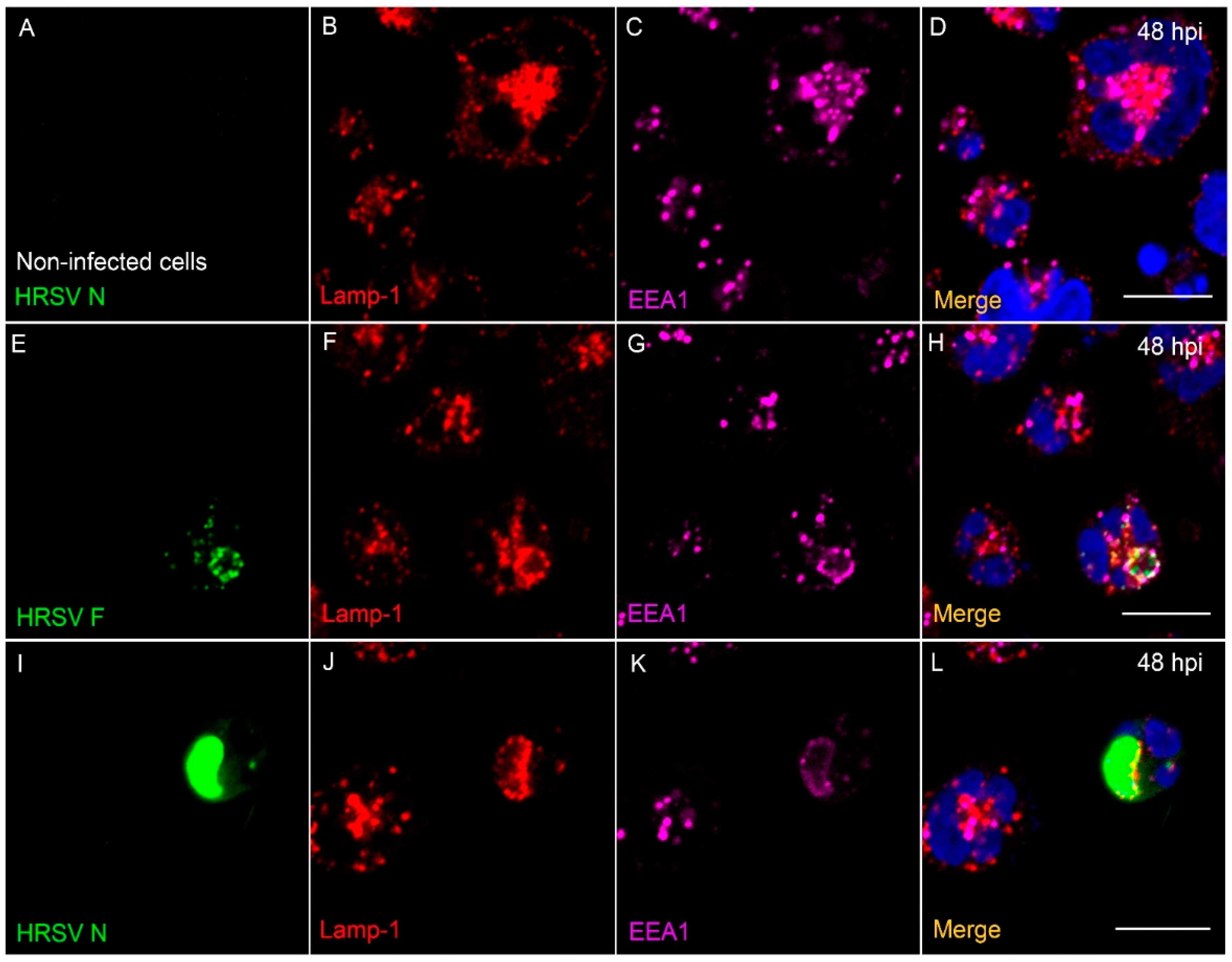 Viruses 13 00231 g008