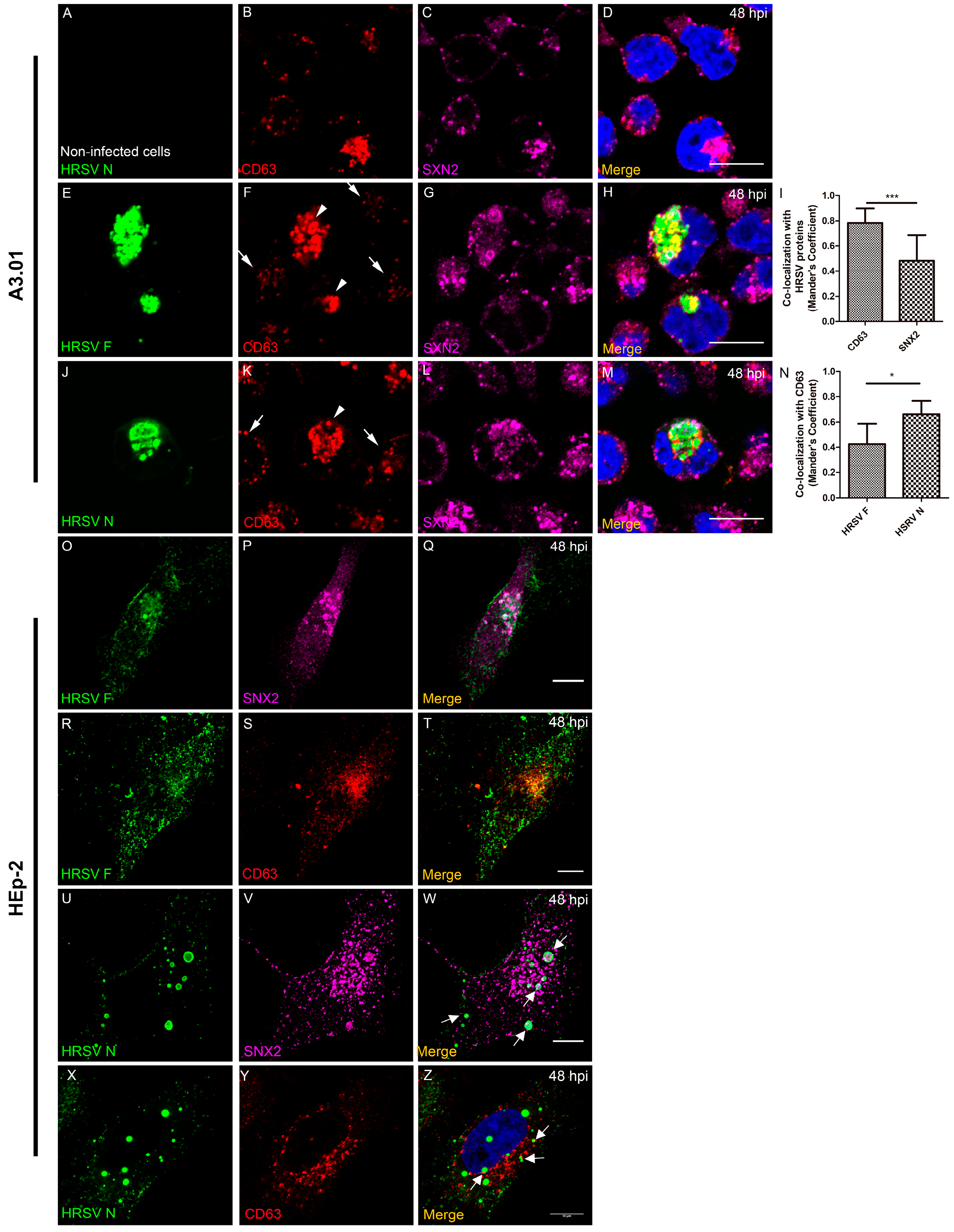 Viruses 13 00231 g009