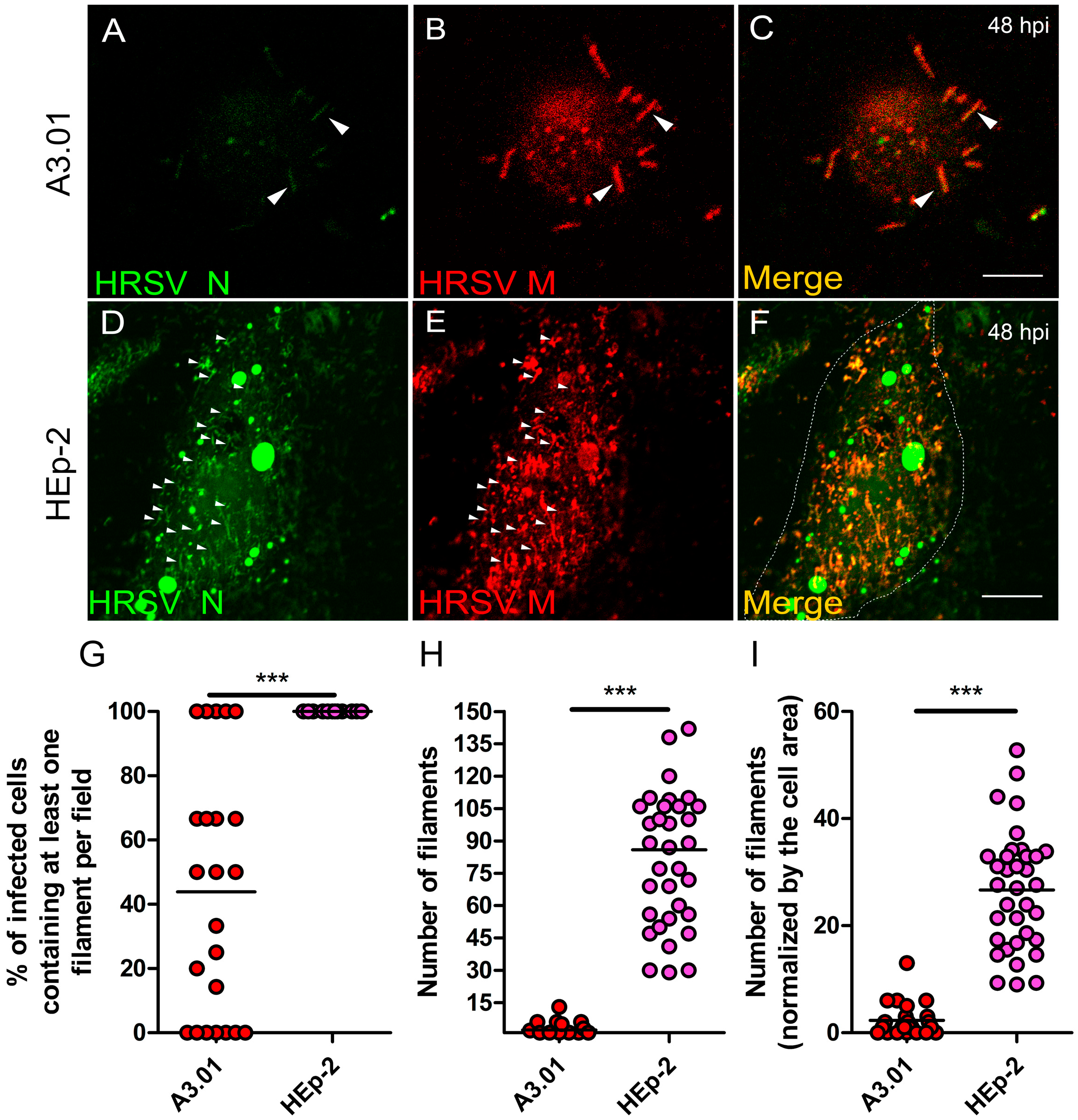 Viruses 13 00231 g010