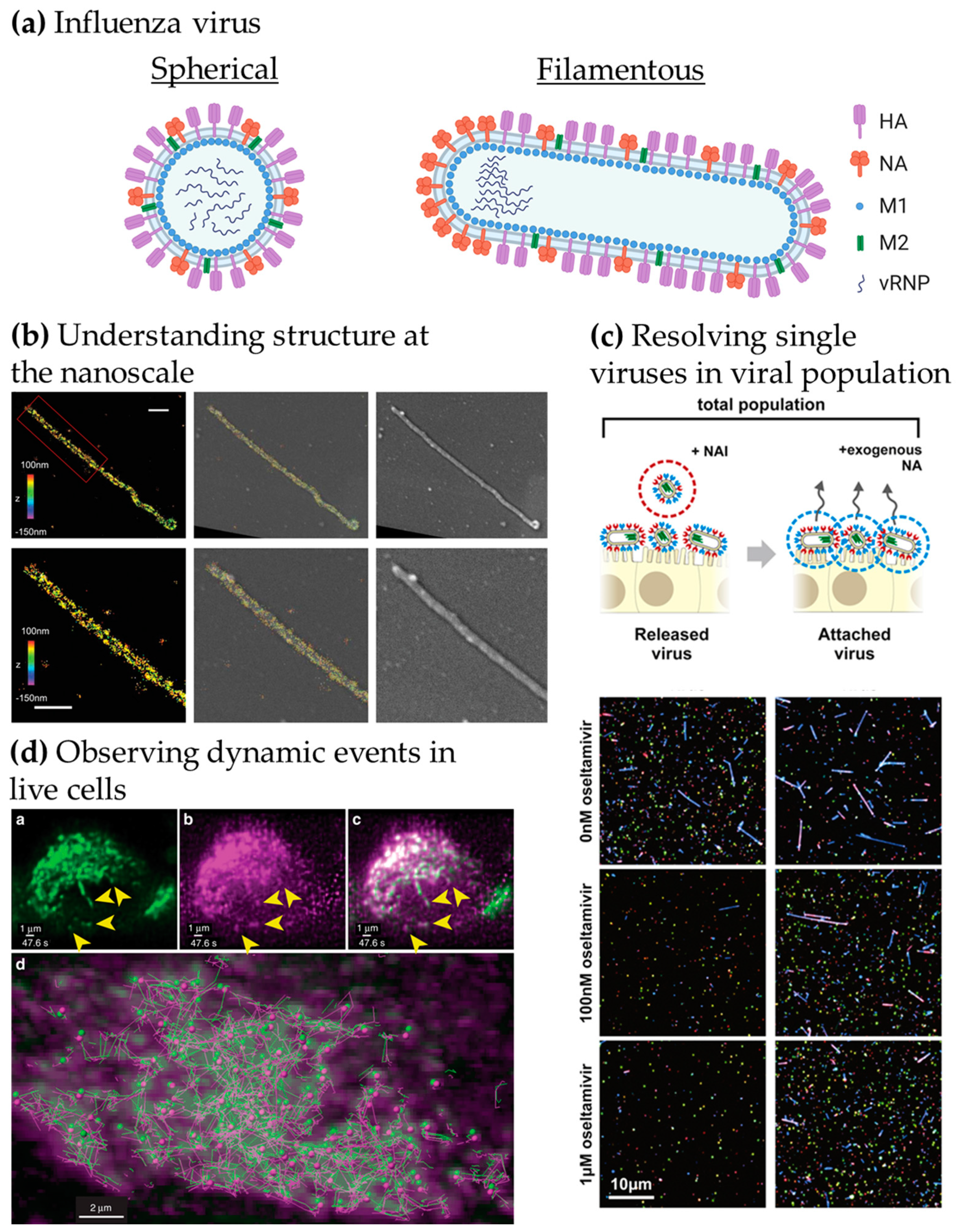 Viruses 13 00233 g001