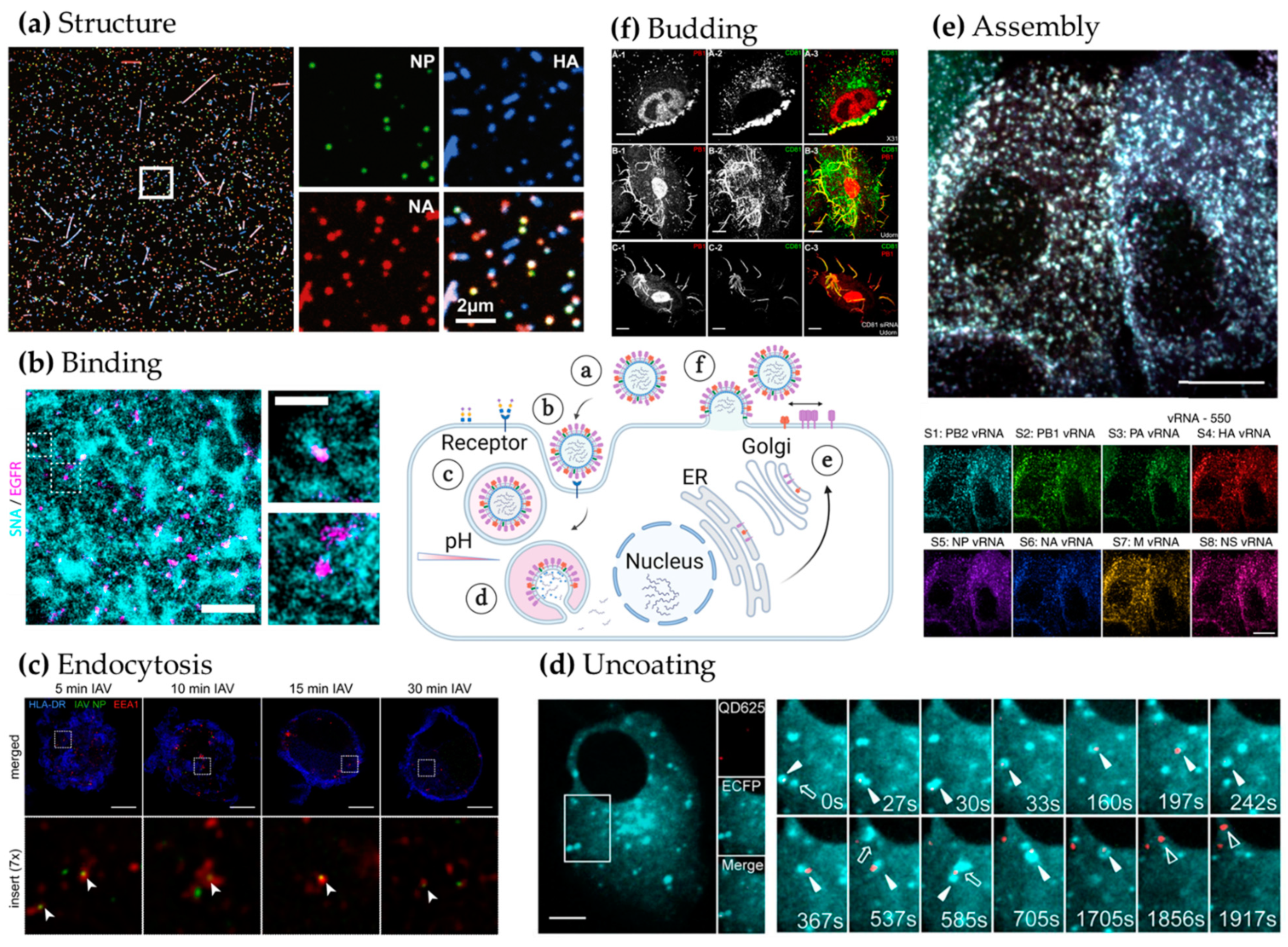 Viruses 13 00233 g003