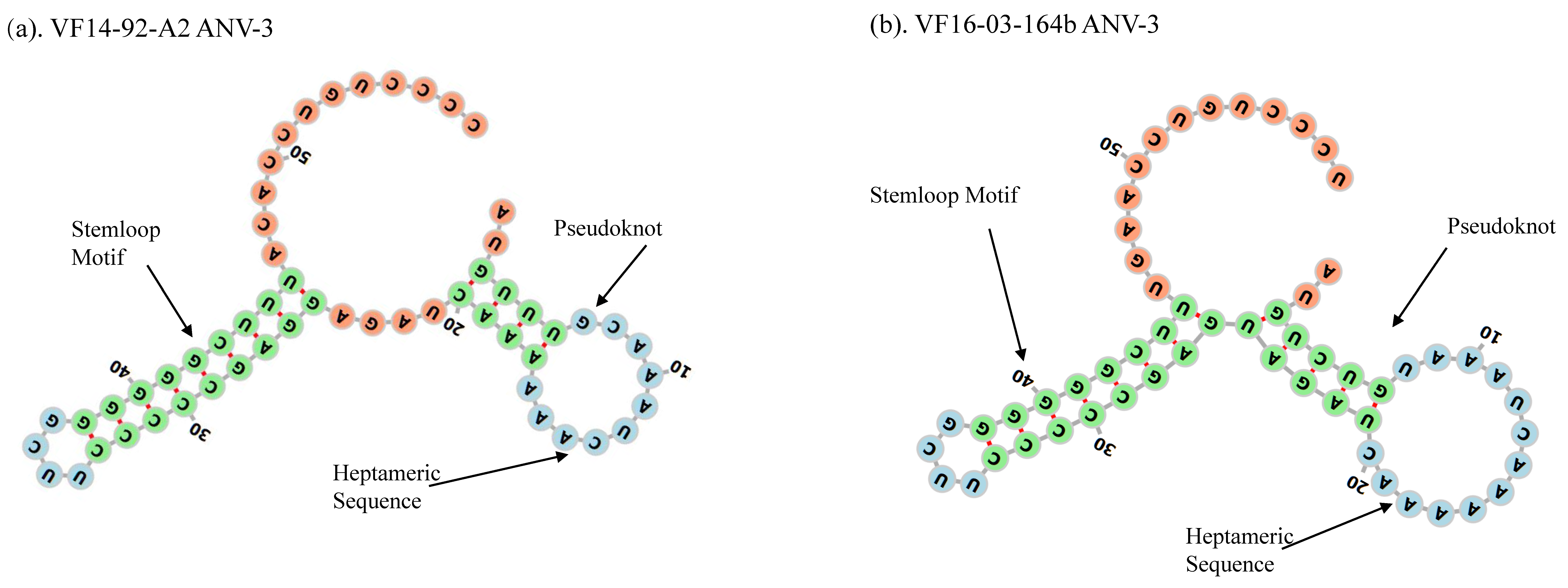 Viruses 13 00235 g003 Viruses 13 00235 g003