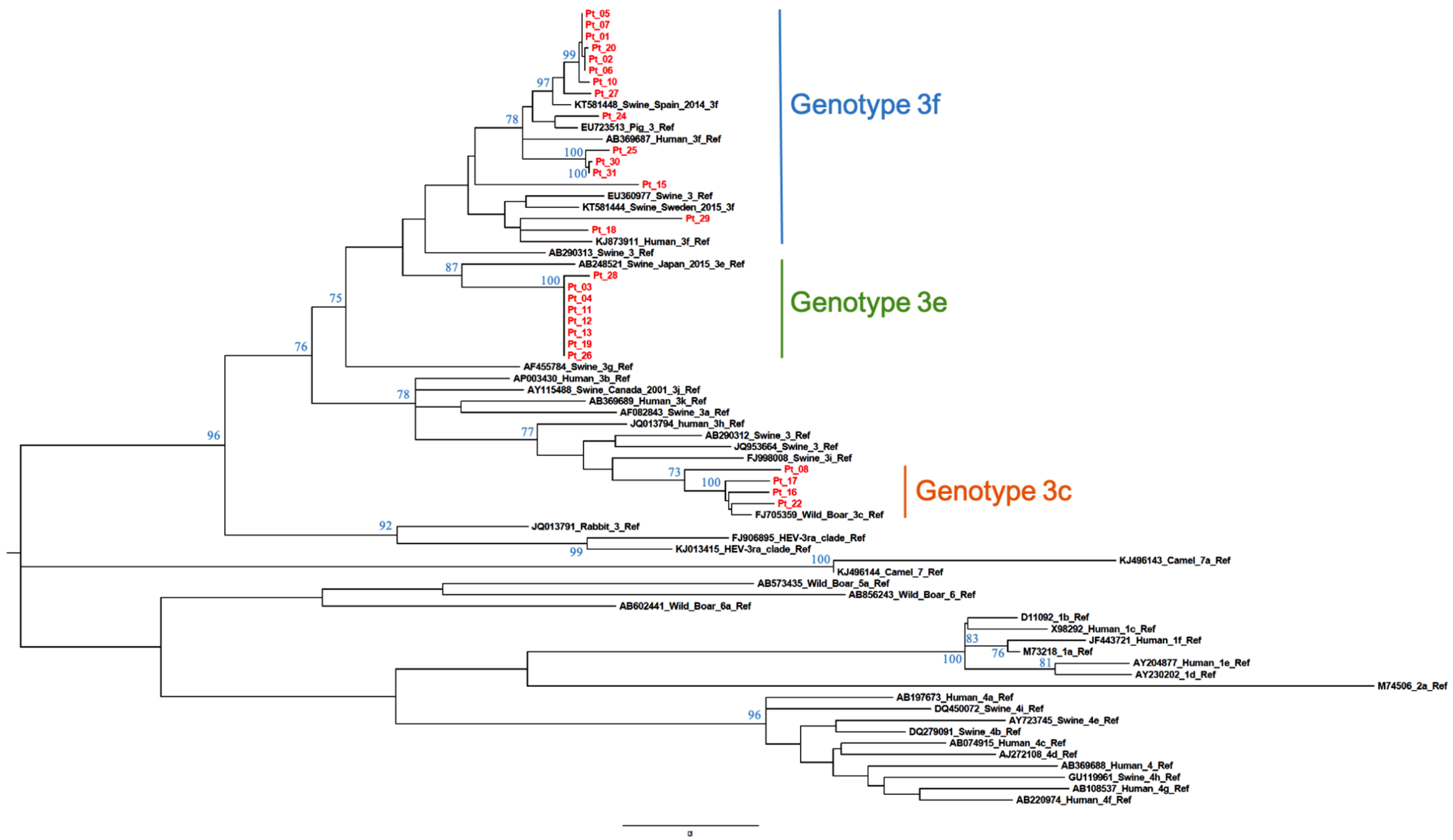 Viruses 13 00236 g001