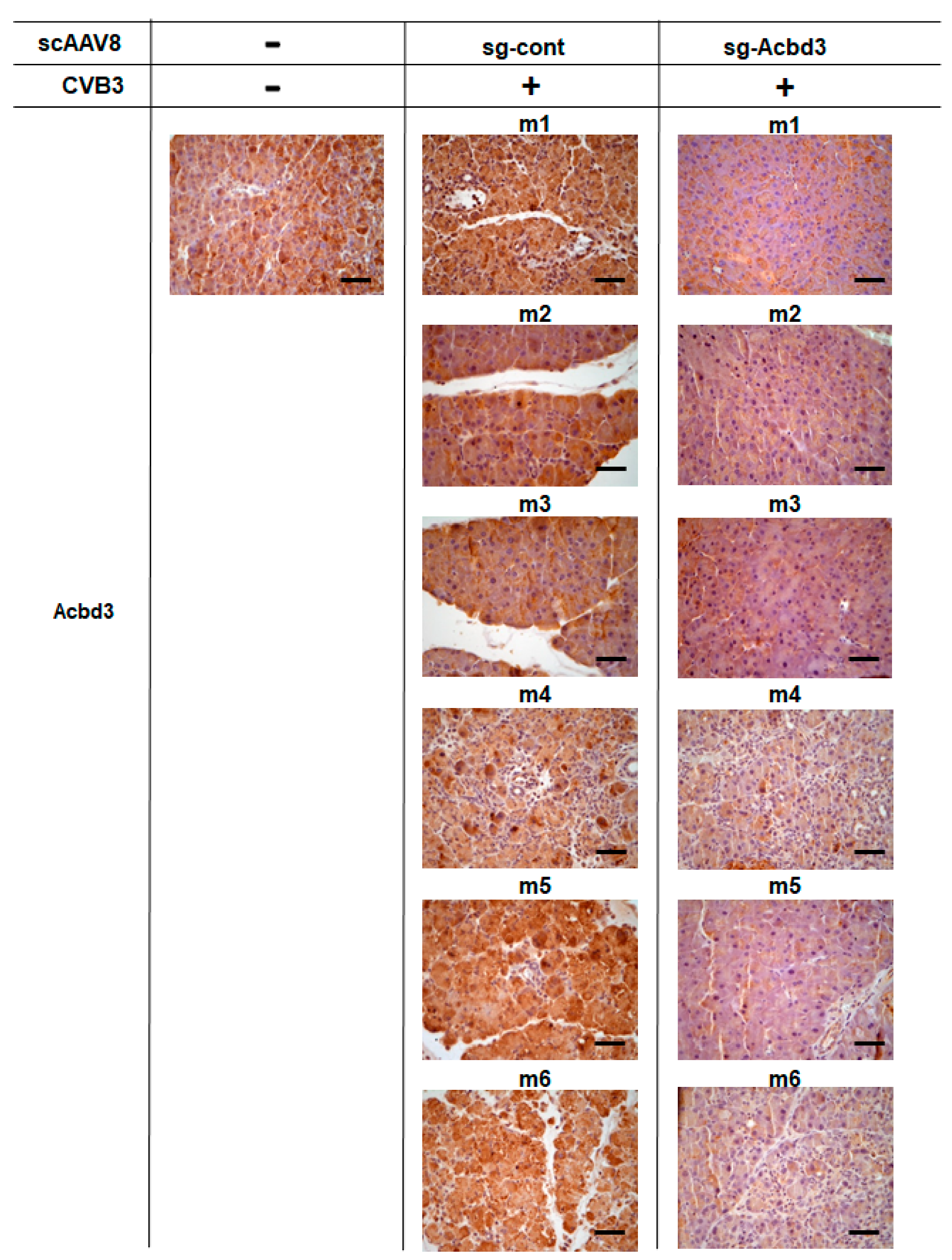 Viruses 13 00237 g003