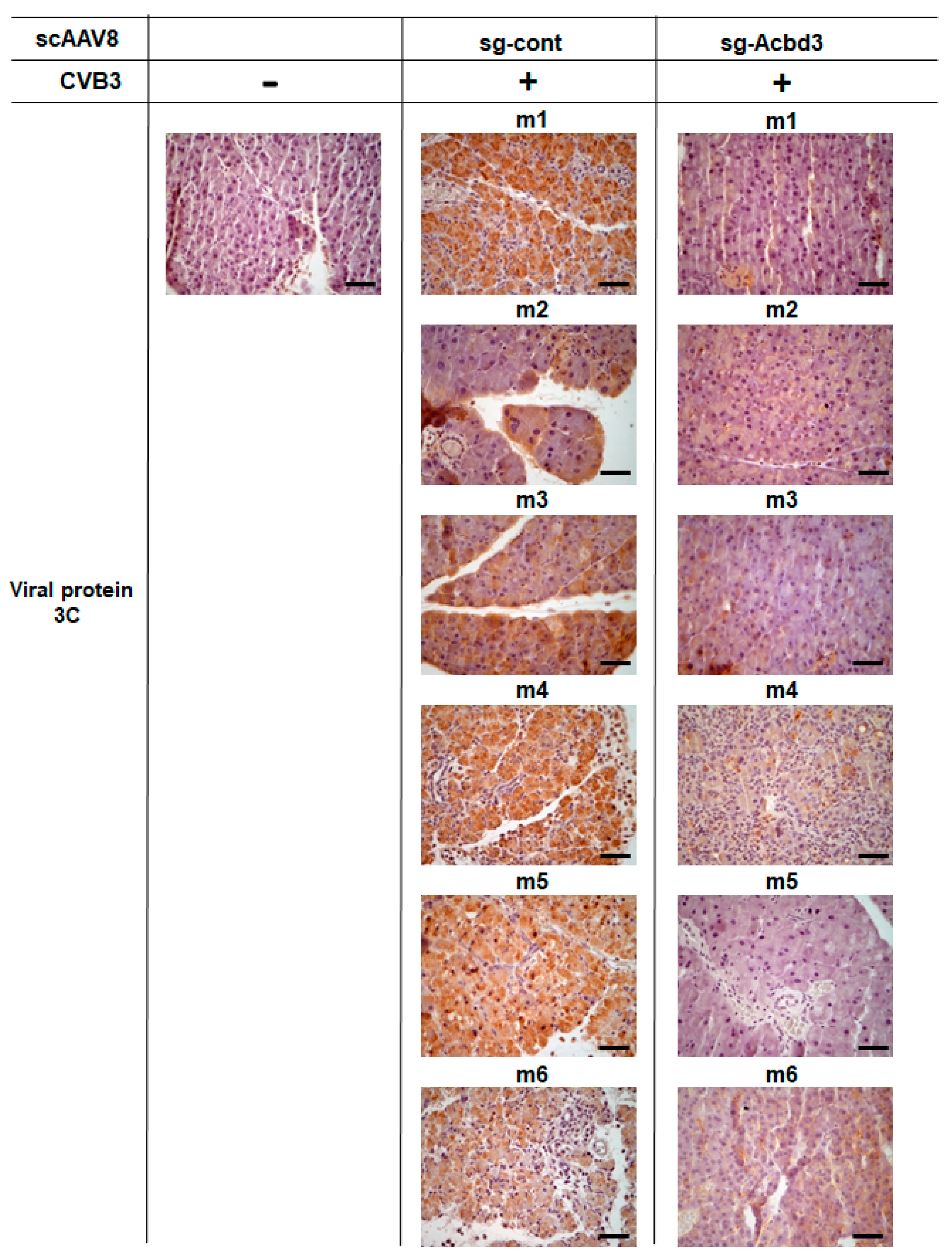 Viruses 13 00237 g004