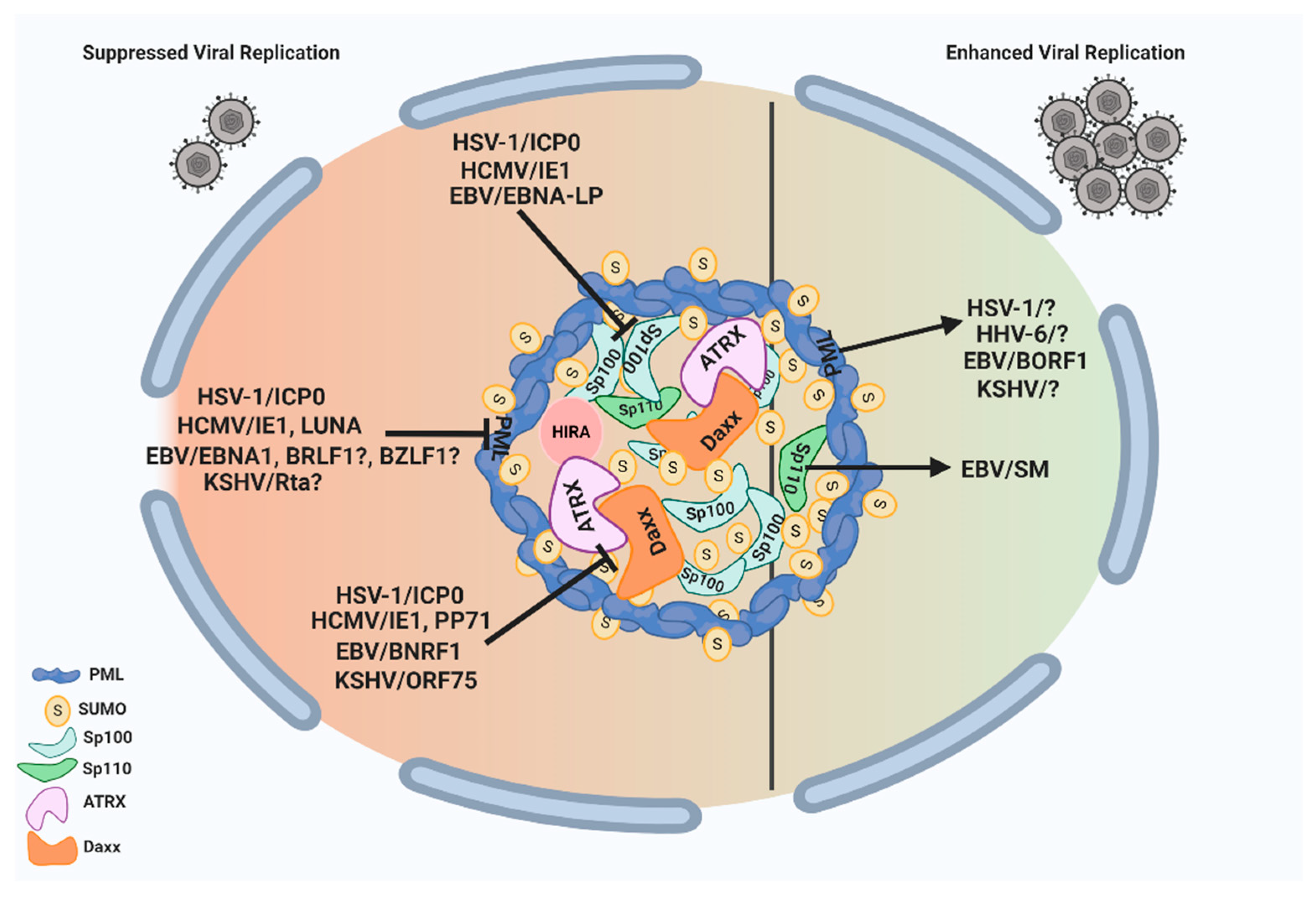 Viruses 13 00239 g002