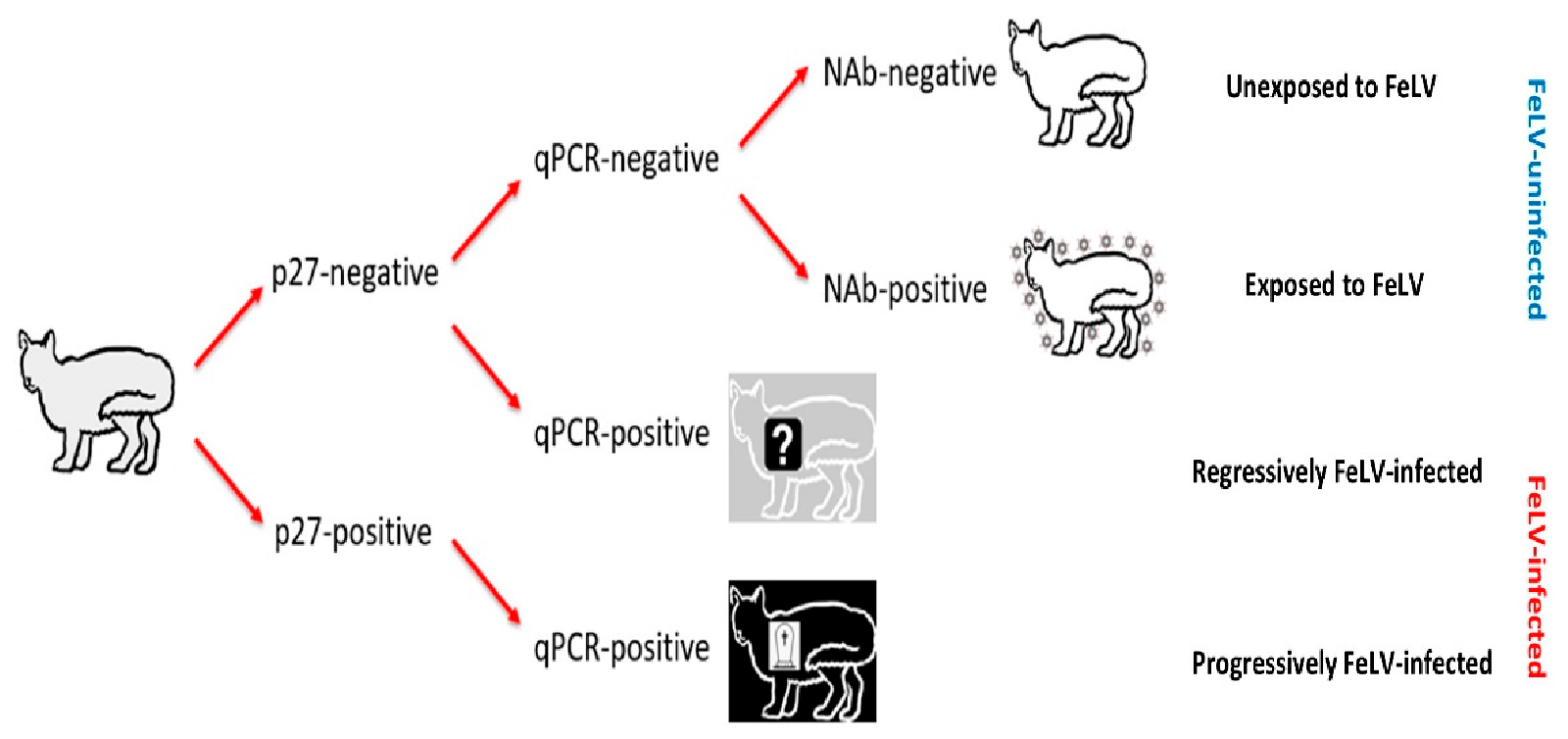Viruses 13 00240 g001