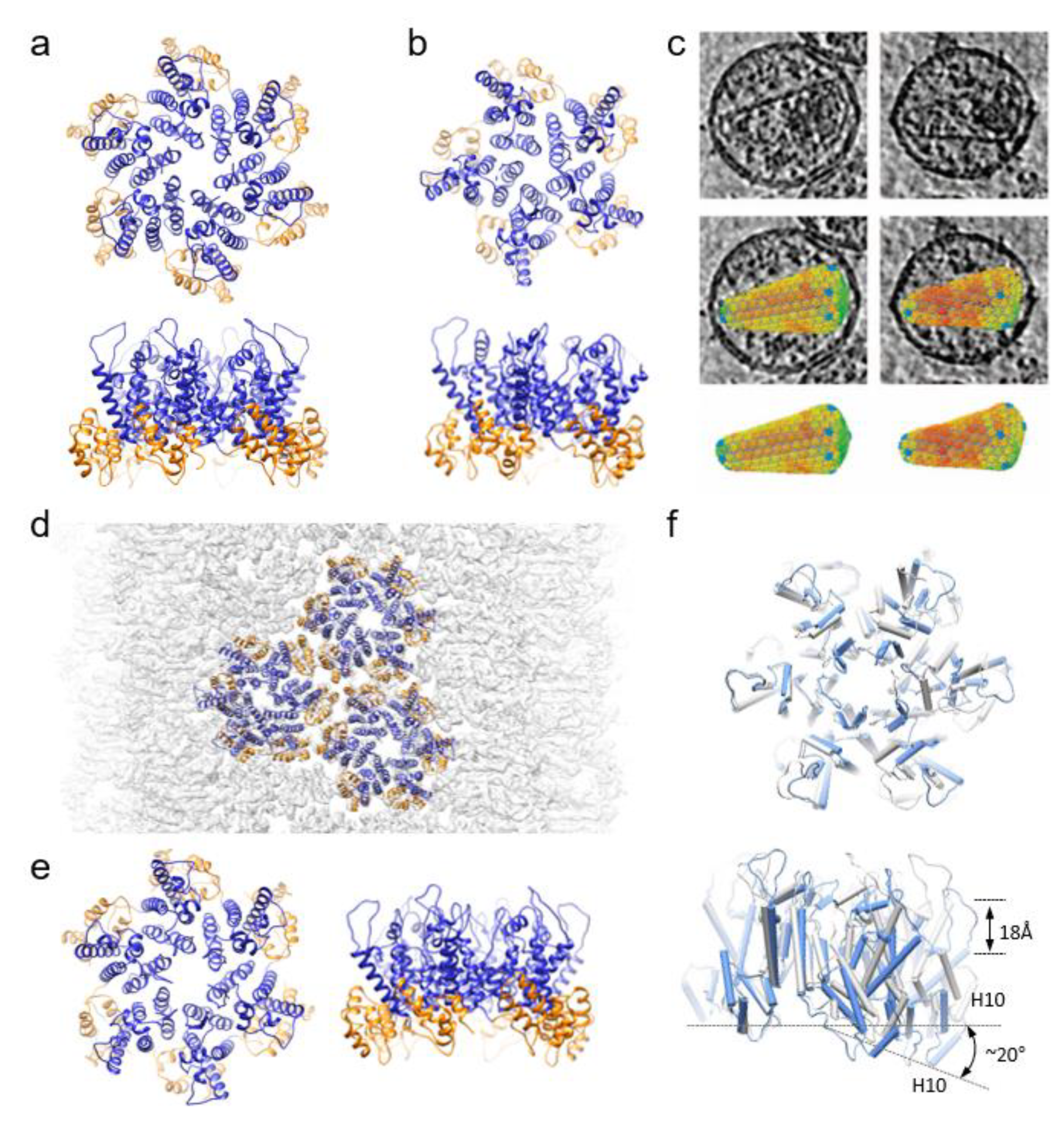 Viruses 13 00246 g001