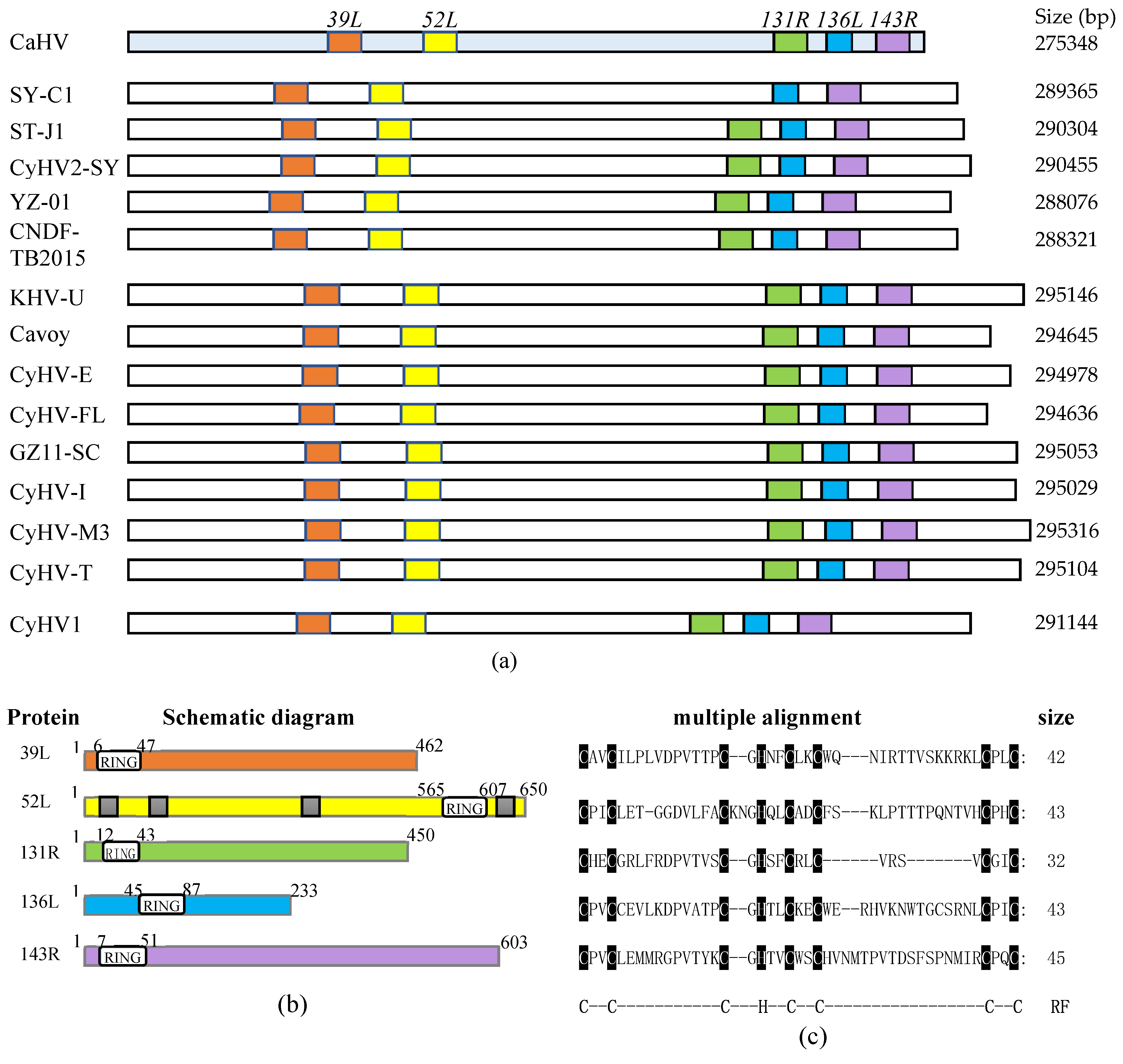 Viruses 13 00254 g001
