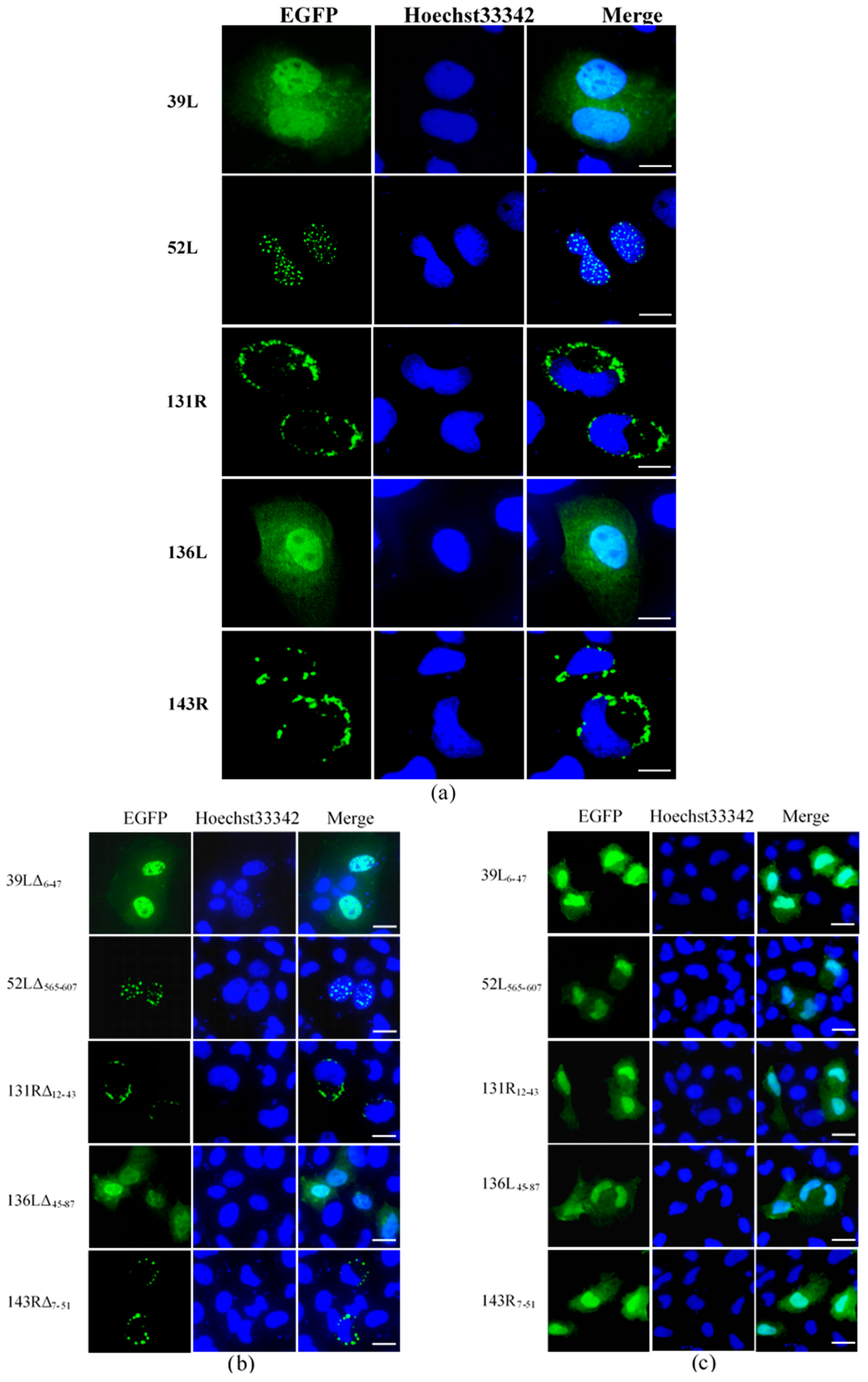Viruses 13 00254 g002