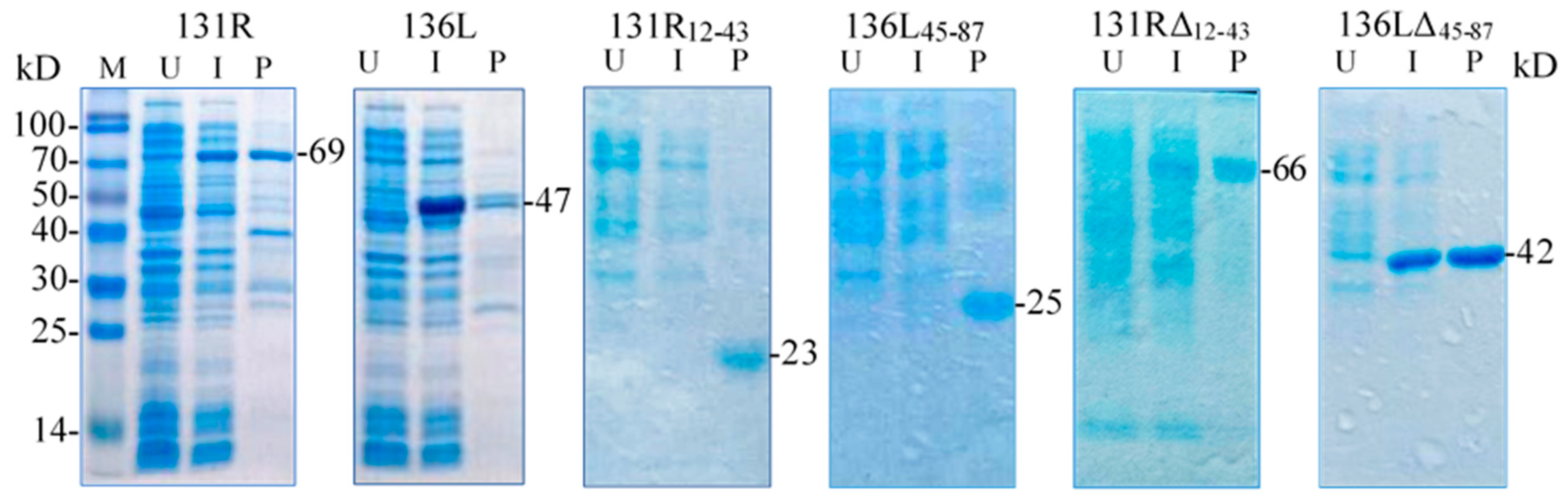 Viruses 13 00254 g004