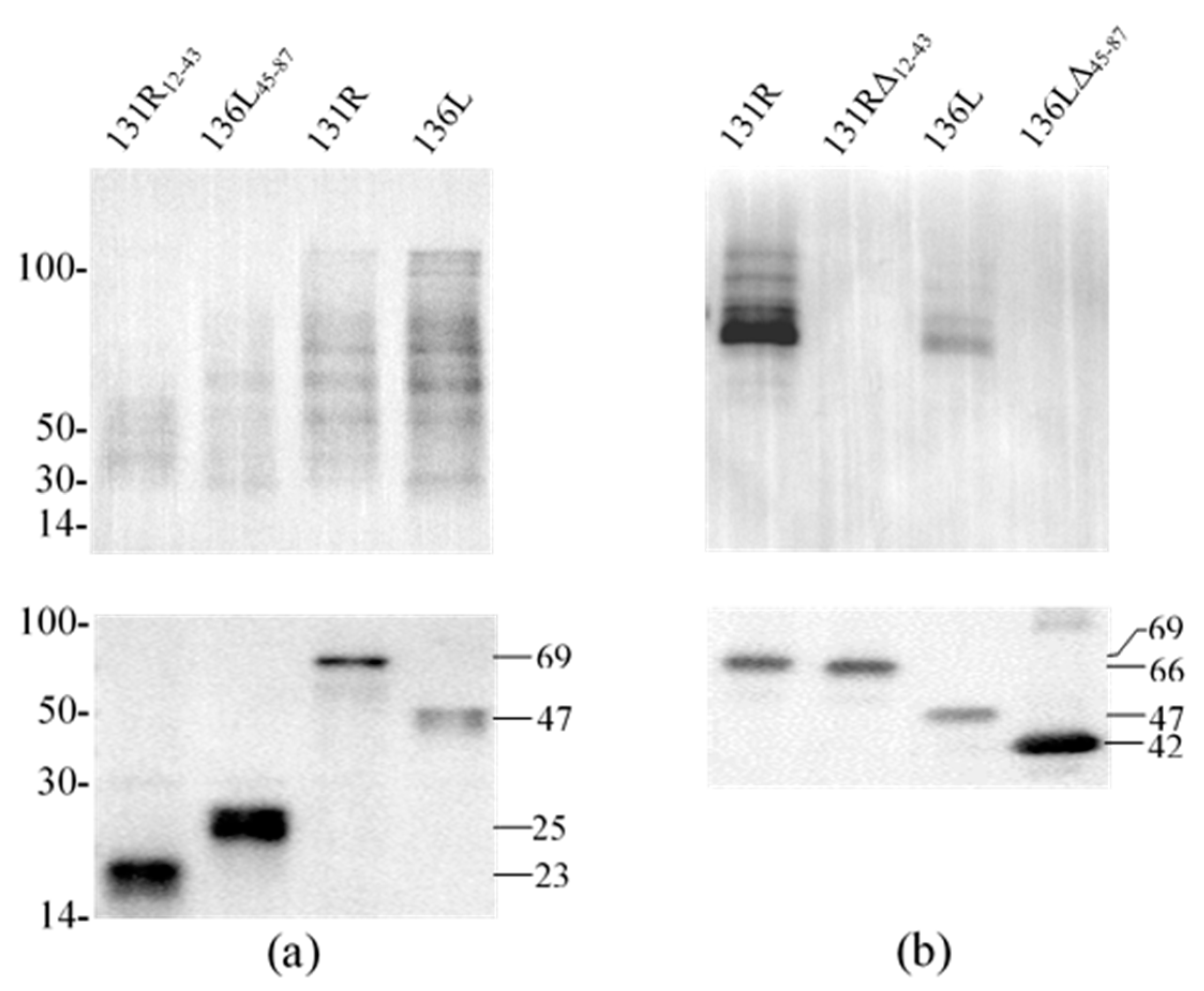 Viruses 13 00254 g005