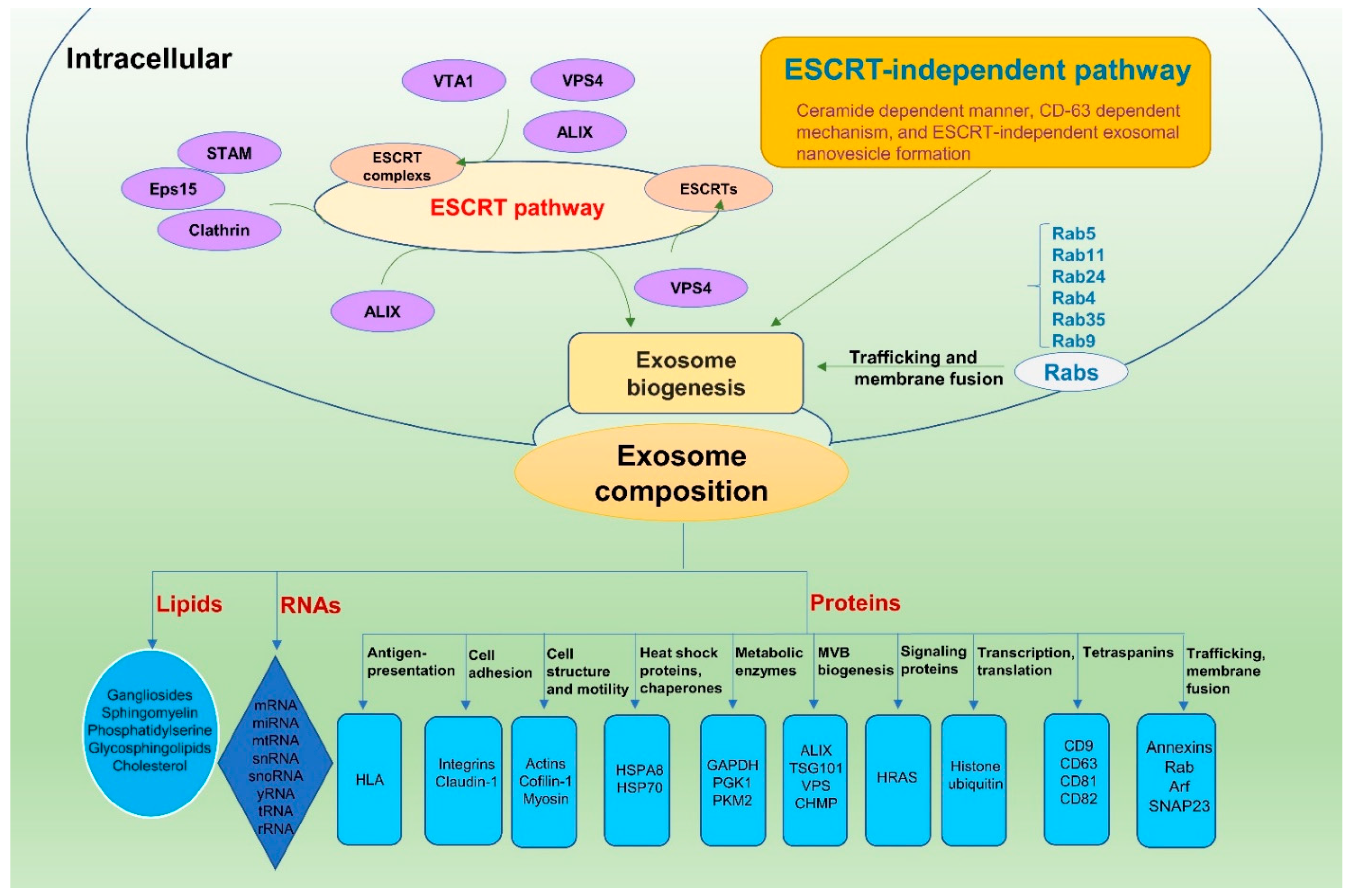 Viruses 13 00256 g001