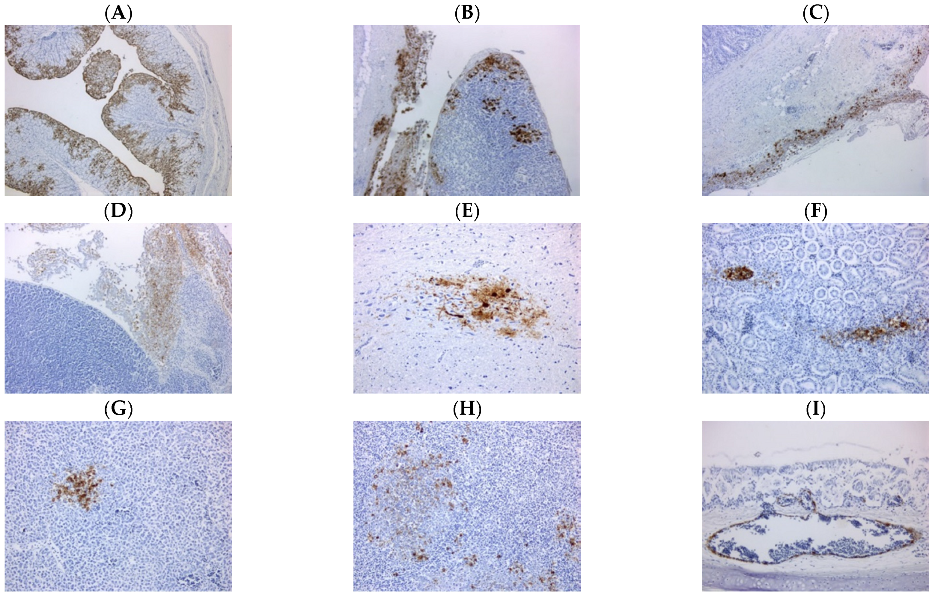 Viruses 13 00259 g002 Viruses 13 00259 g002