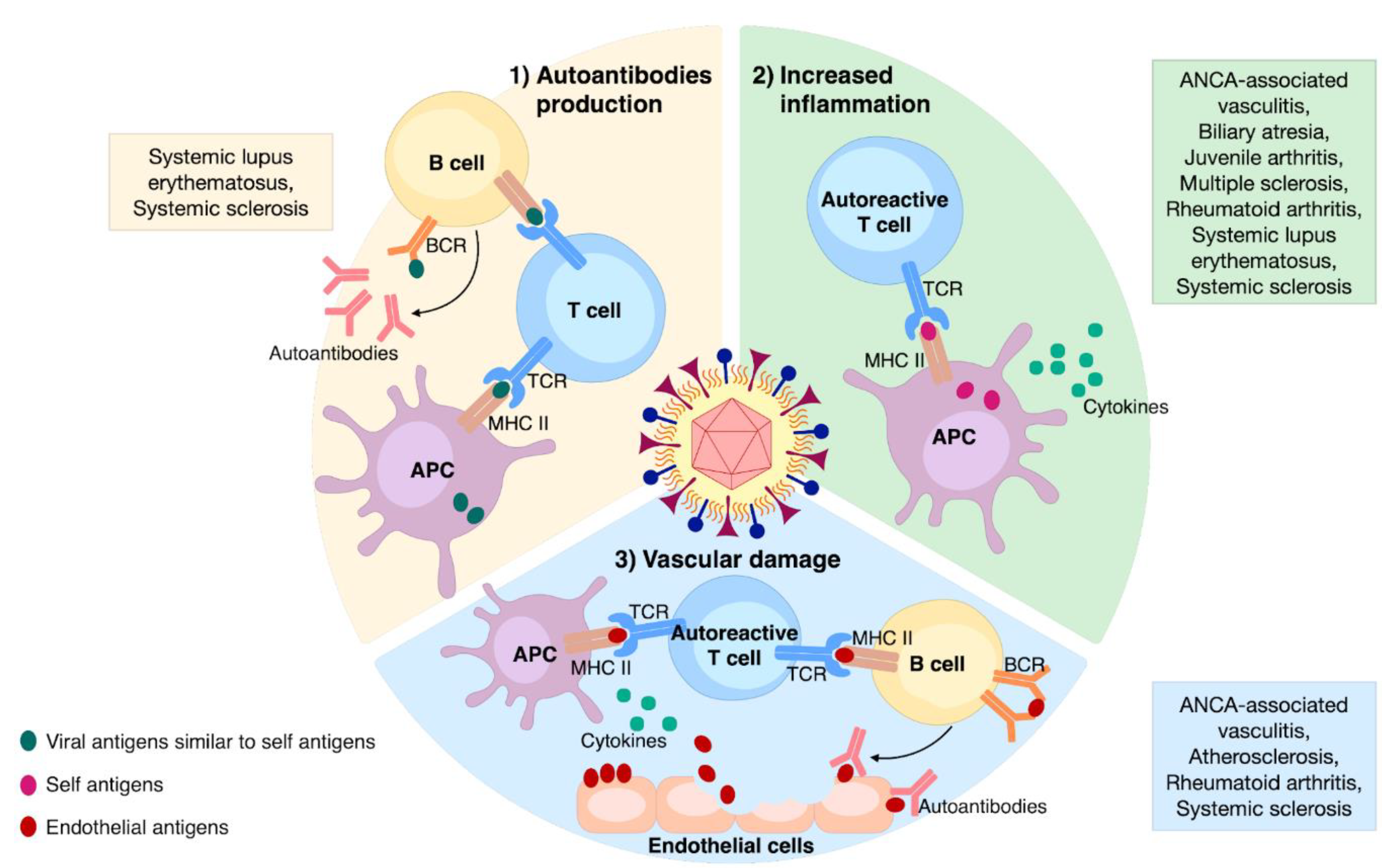 Viruses 13 00260 g002