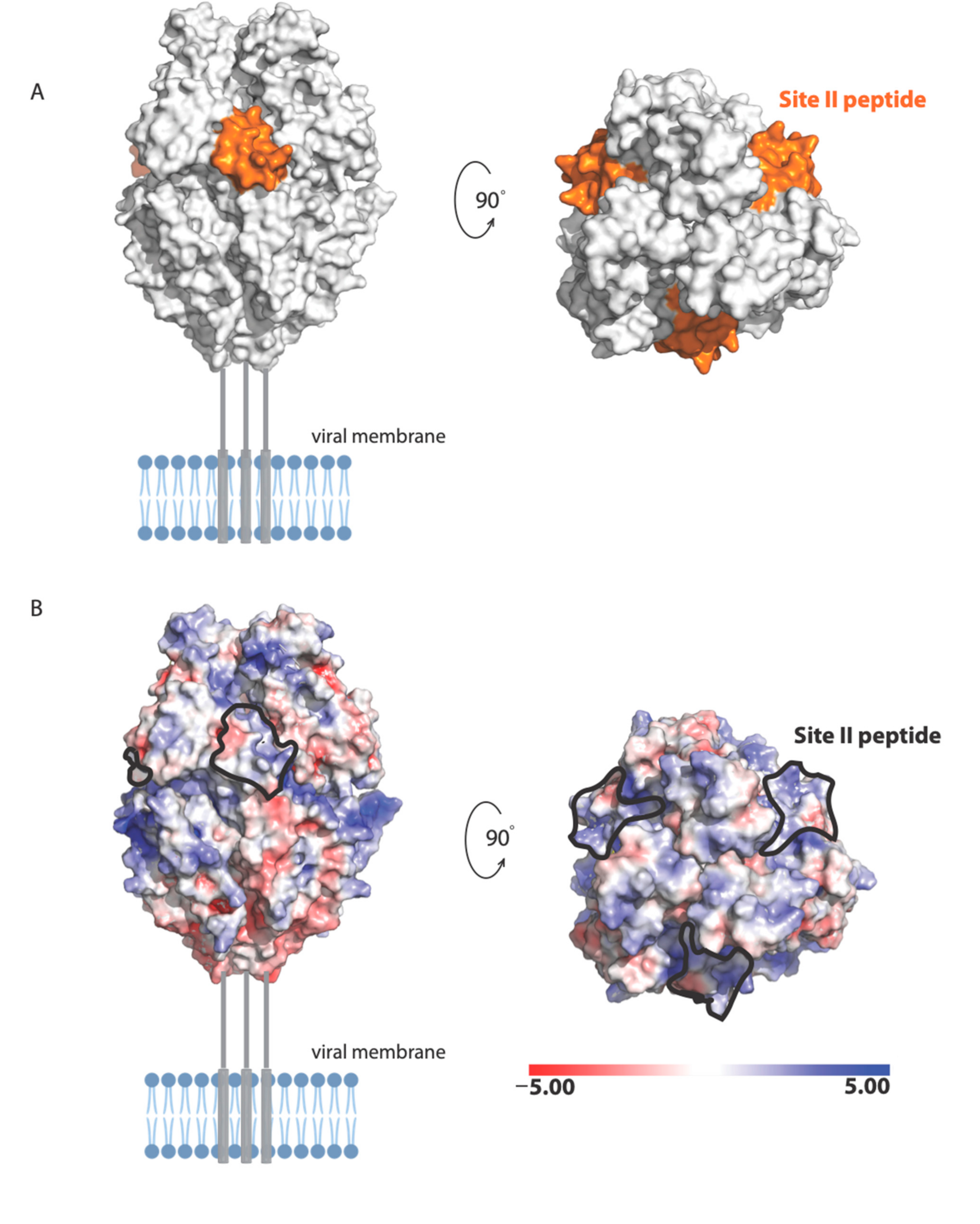 Viruses 13 00261 g008 Viruses 13 00261 g008