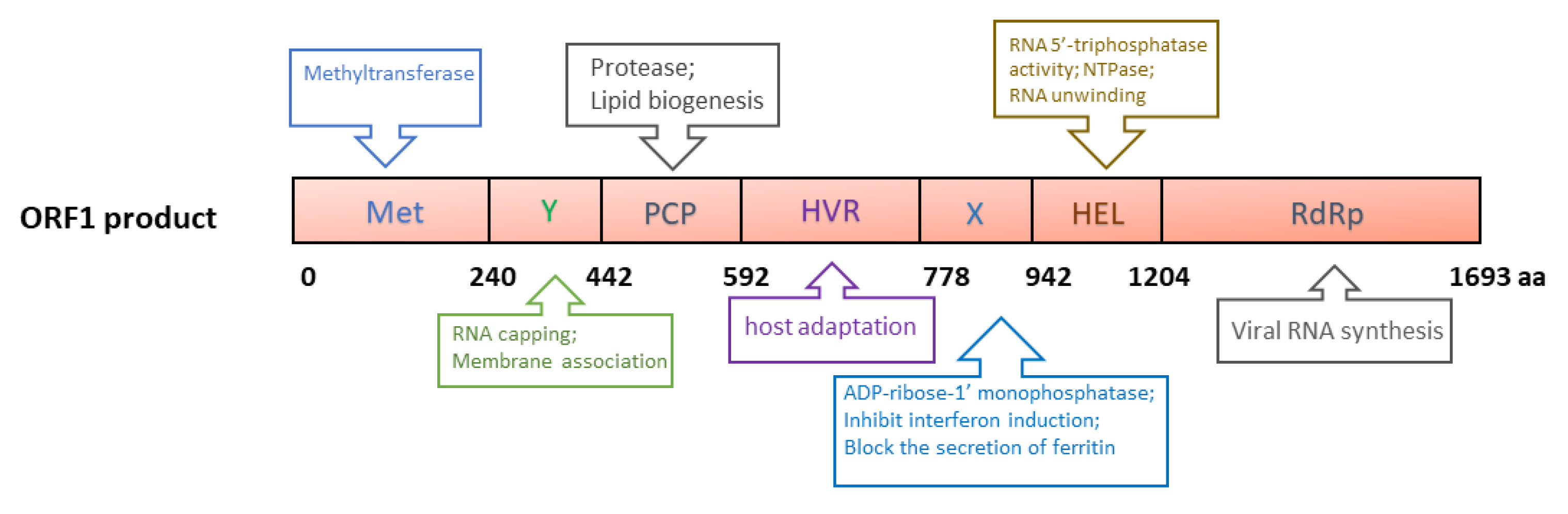 Viruses 13 00267 g002