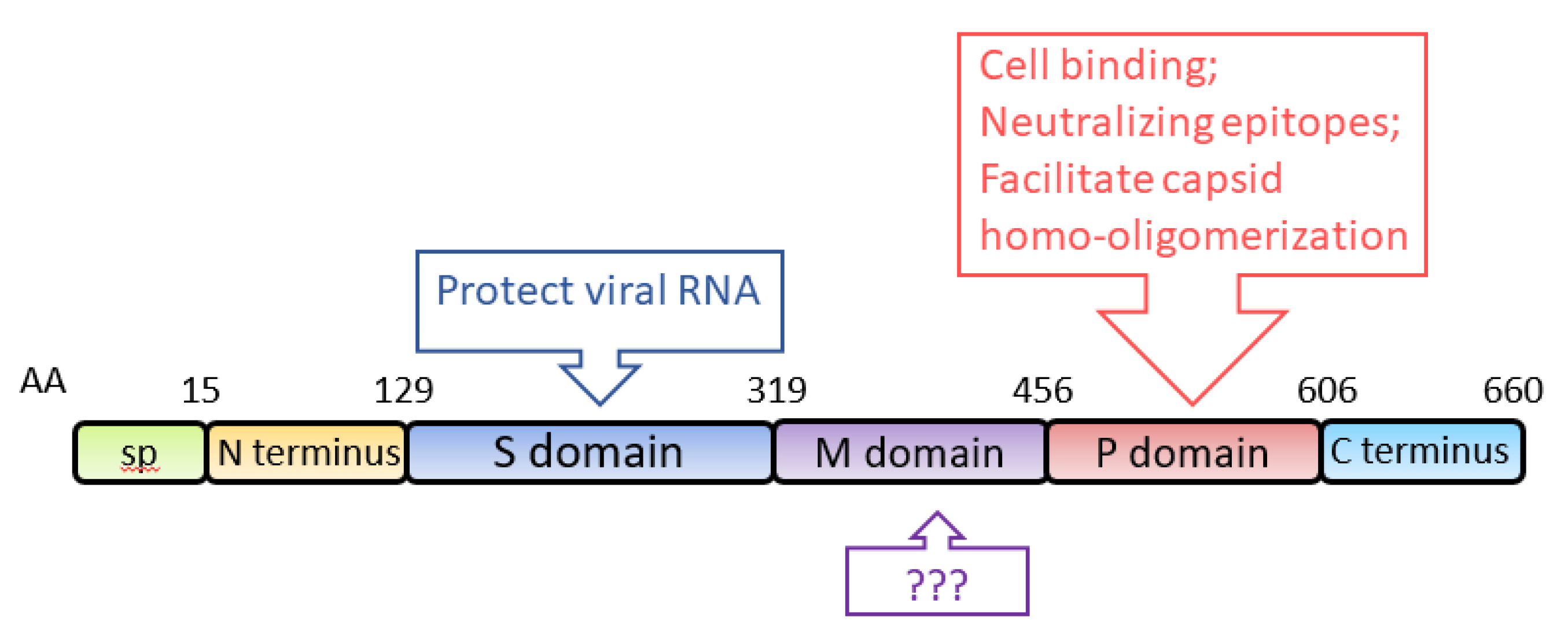 Viruses 13 00267 g003