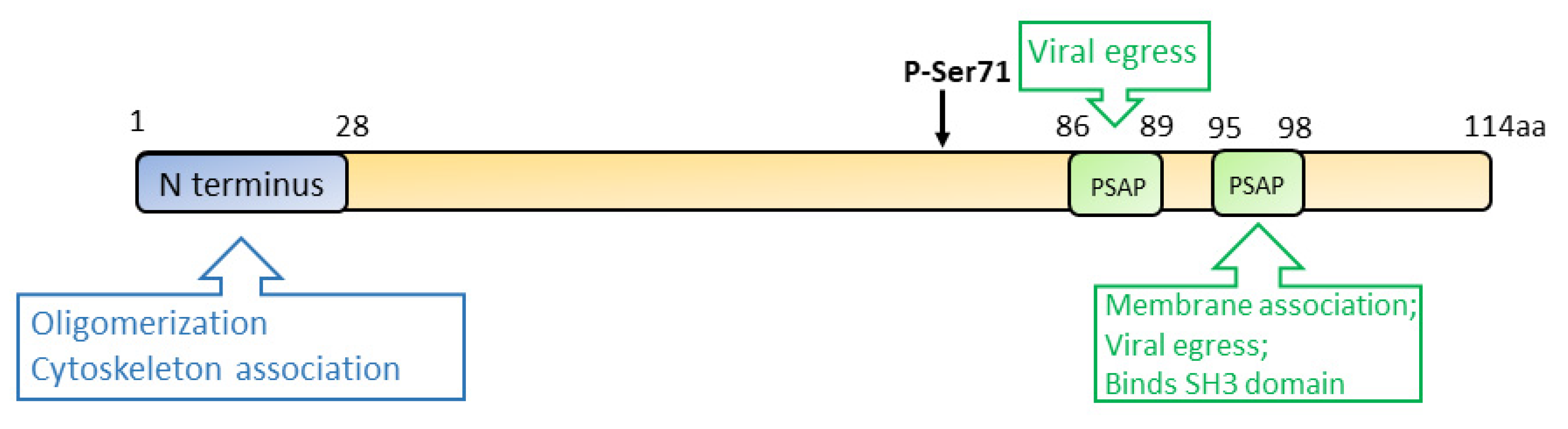 Viruses 13 00267 g004