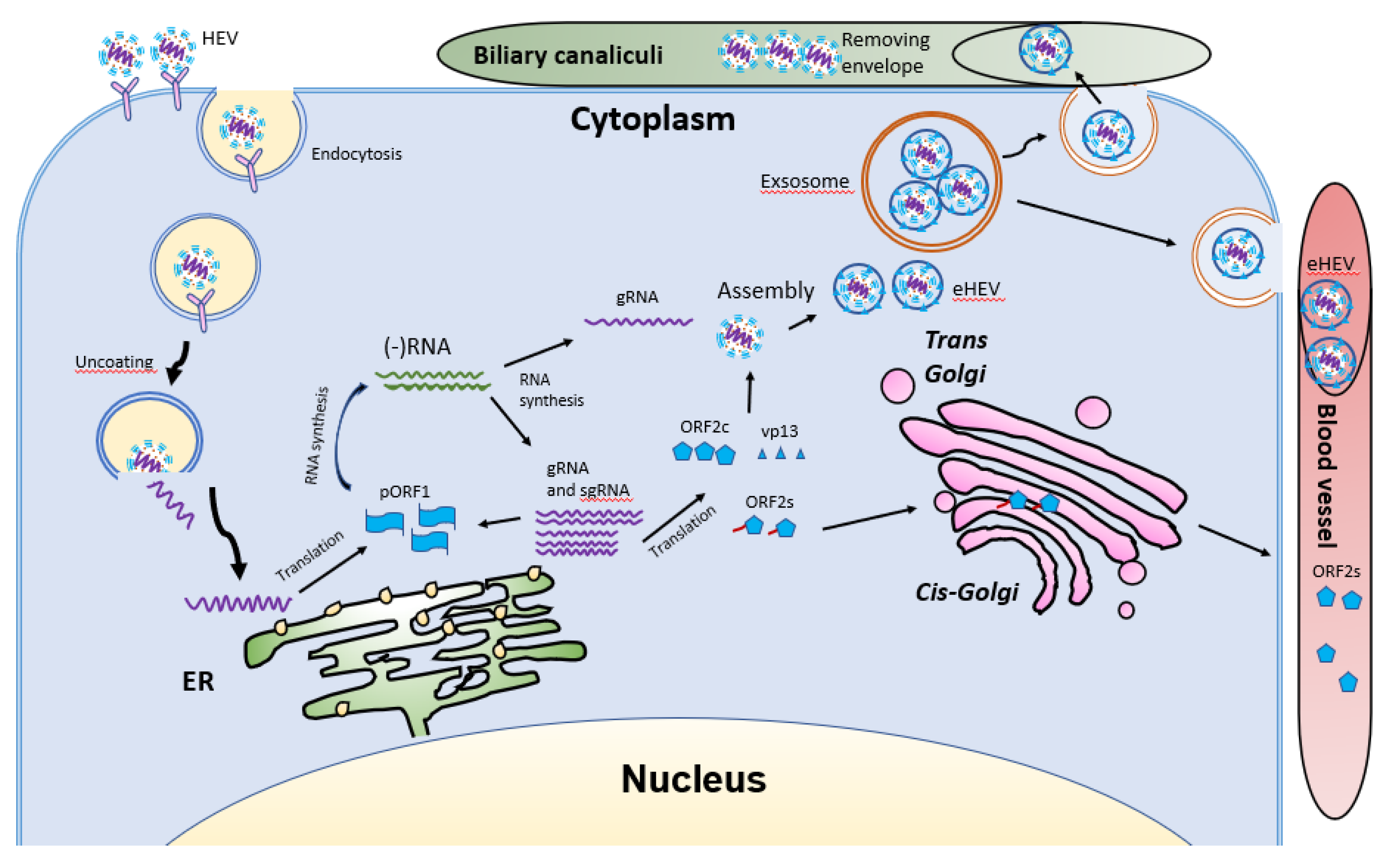Viruses 13 00267 g005
