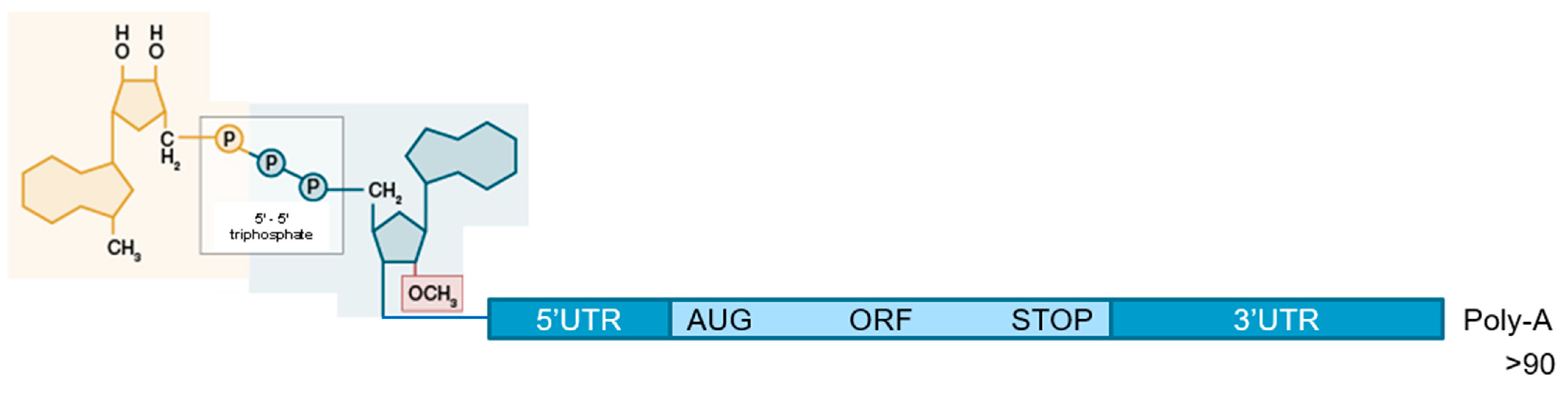 Viruses 13 00270 g001