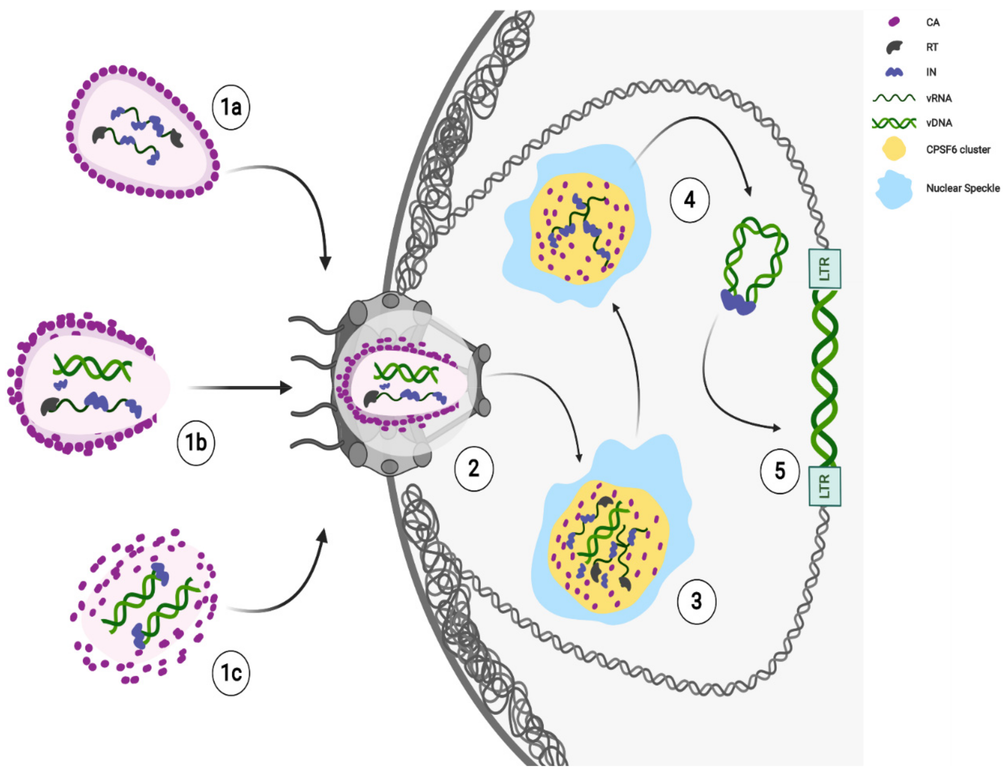 Viruses 13 00273 g001