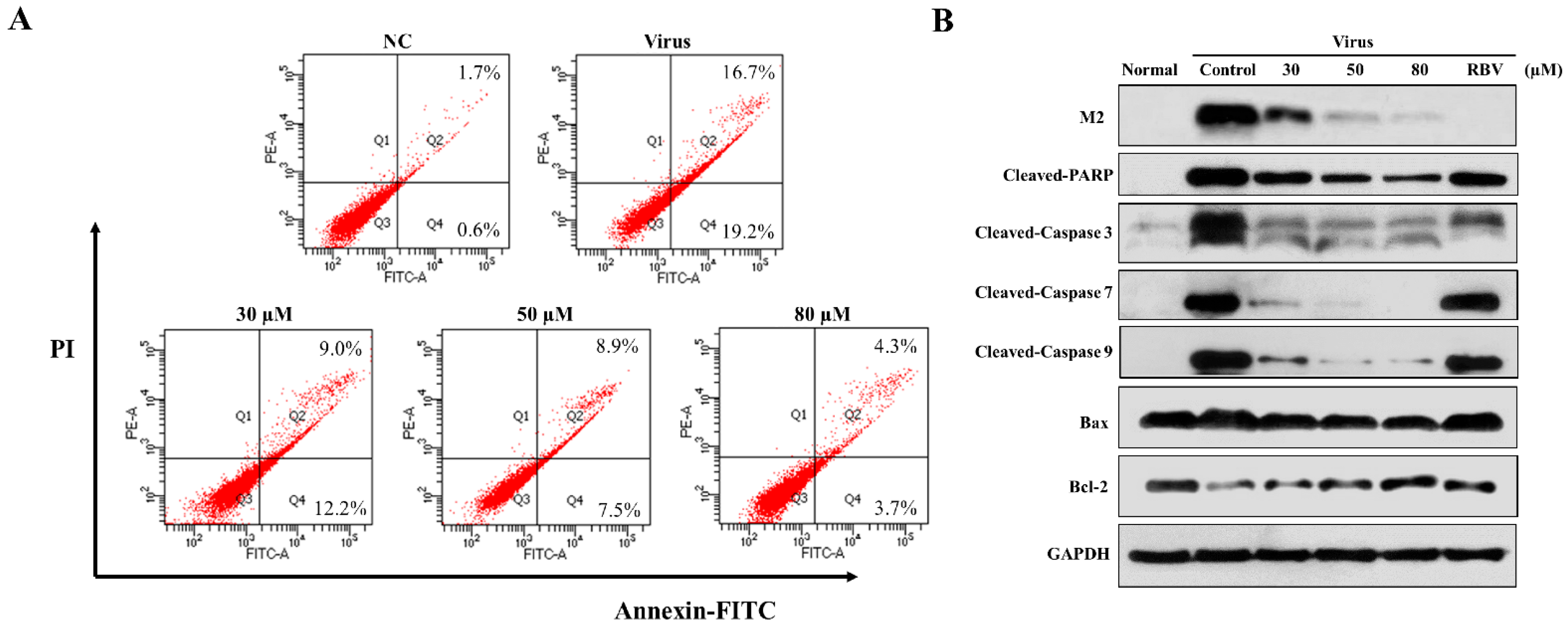 Viruses 13 00278 g004