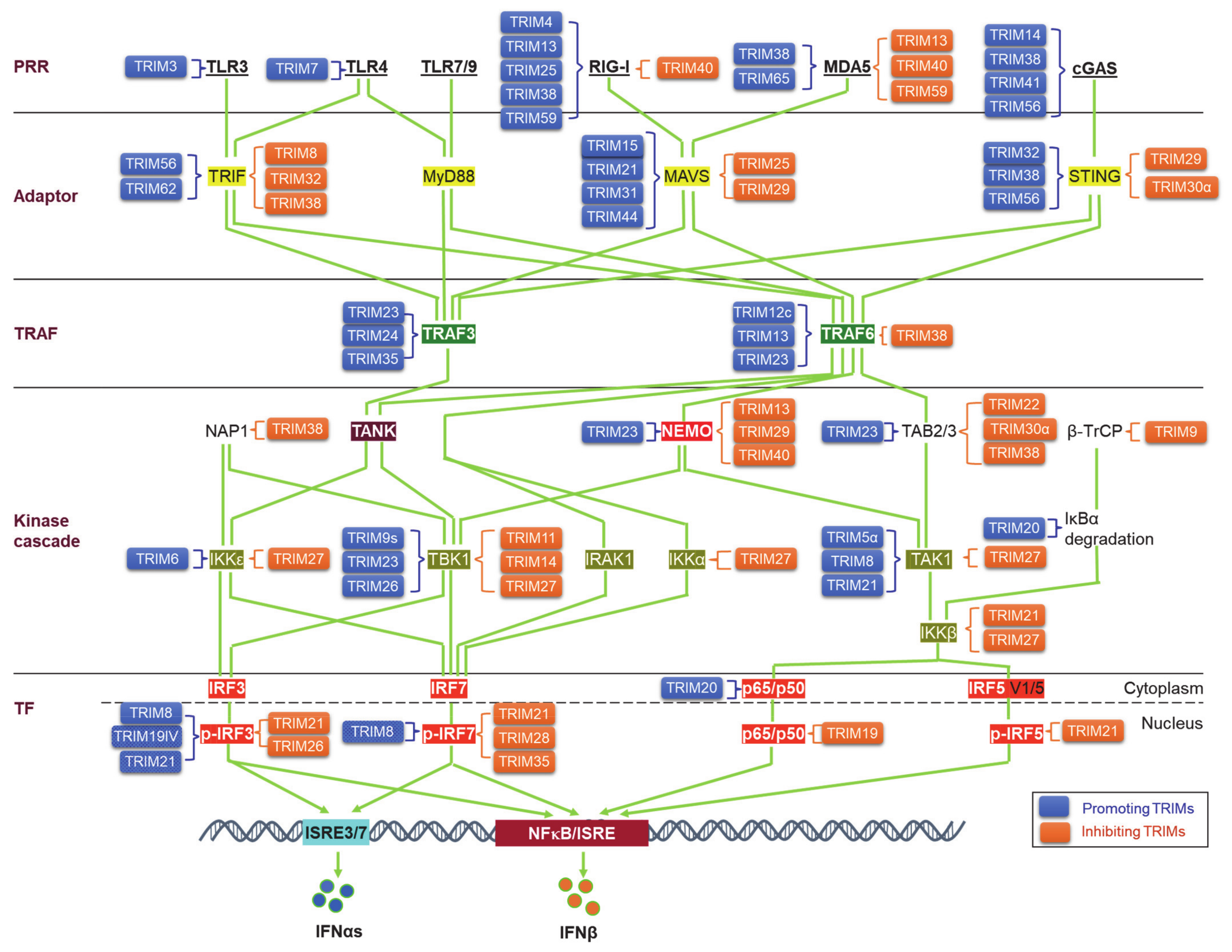 Viruses 13 00279 g003 Viruses 13 00279 g003